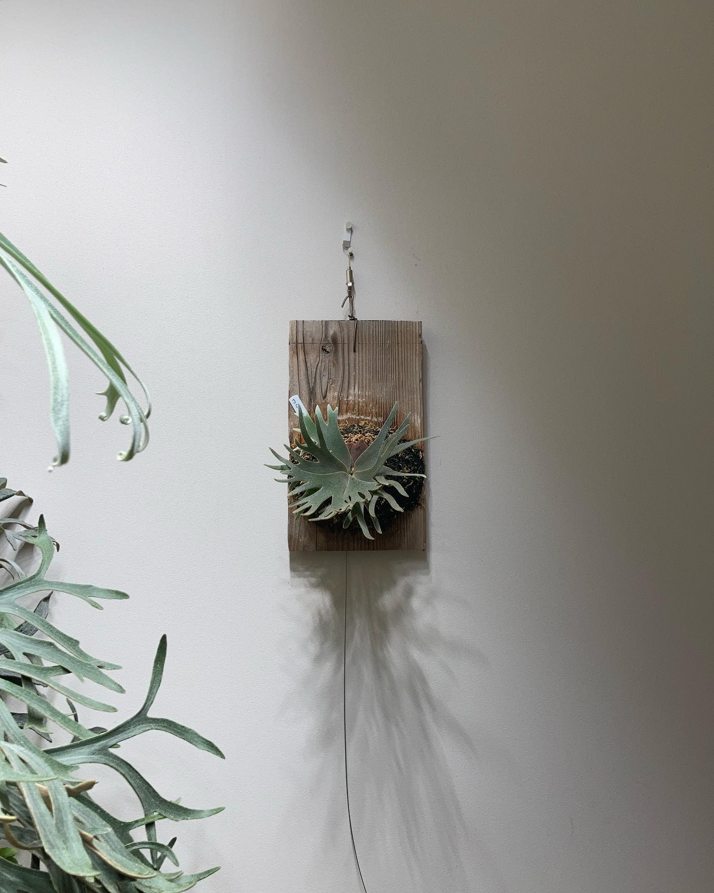 P.willinckii jade girl sporeling 先人を模倣するのが一番上達すると個