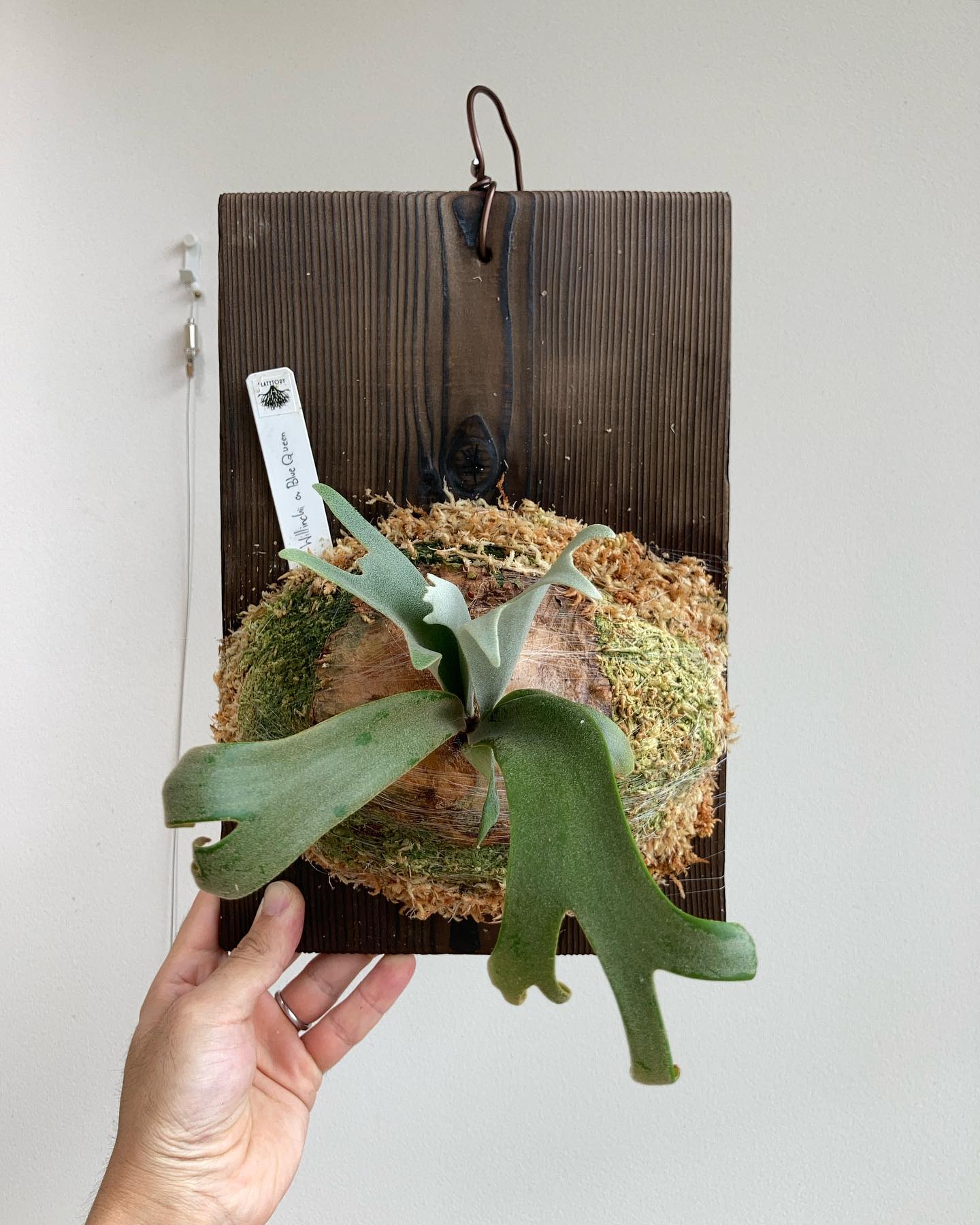 P.willinckii blue queen 根板至苔増。 Pfood マグァンプ