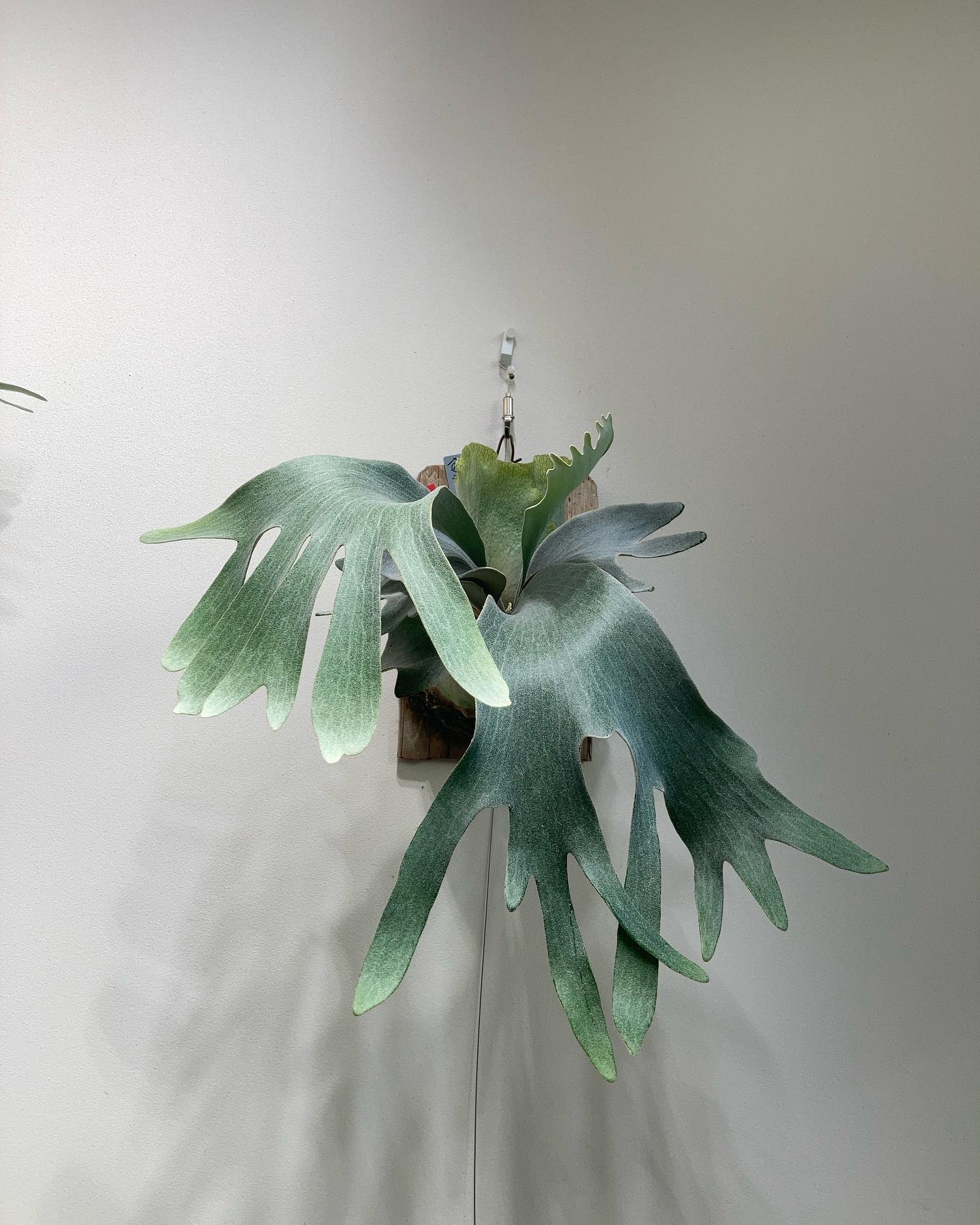 P.White gizmo もう少し光強めにしよう。