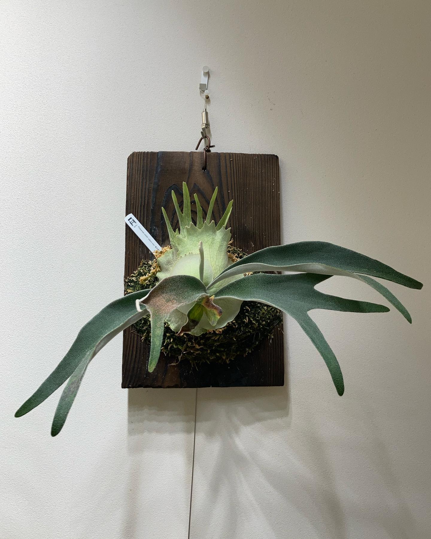 P.veitchii auburn river胞子培養＃3 我が家で一番尖ってるやつ。 まさか古参の