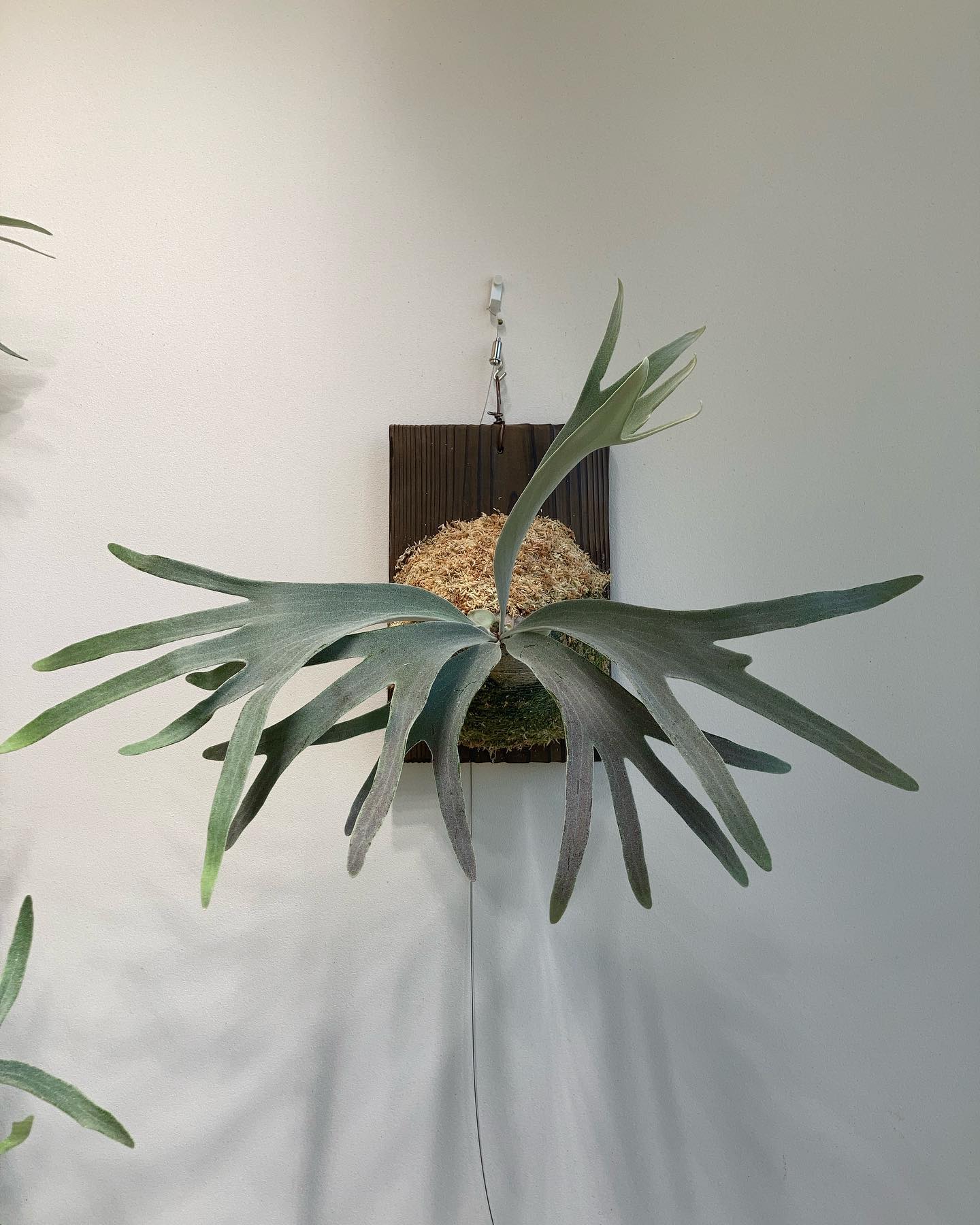 P.Pedro tatsuta 根が板に到達したため、肥料追加、上部を苔増し。 貯水葉楽しみ。 Pf