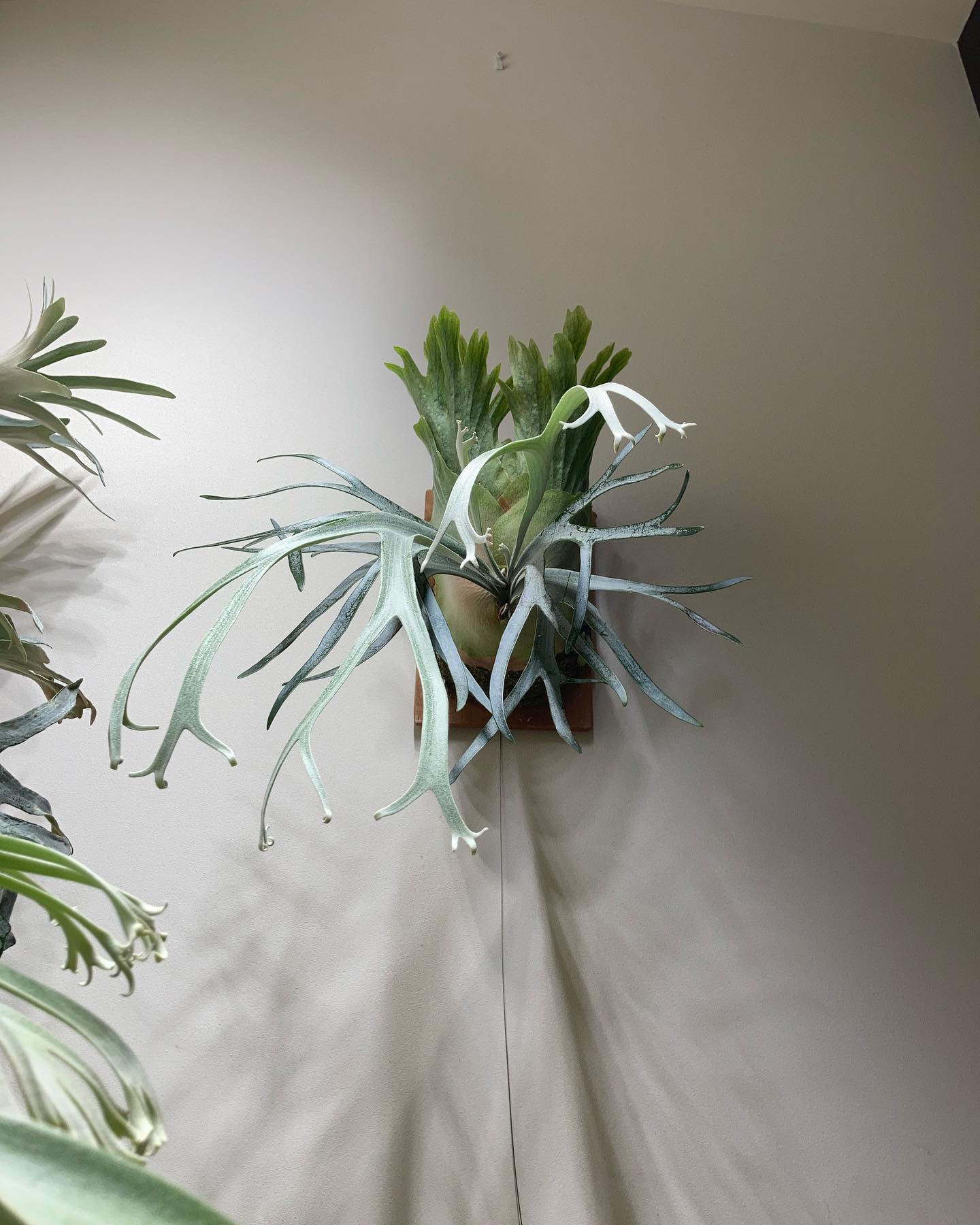 P.willinckii moonlight 中株から大株になる端境期。 このタイミングの葉姿は何度