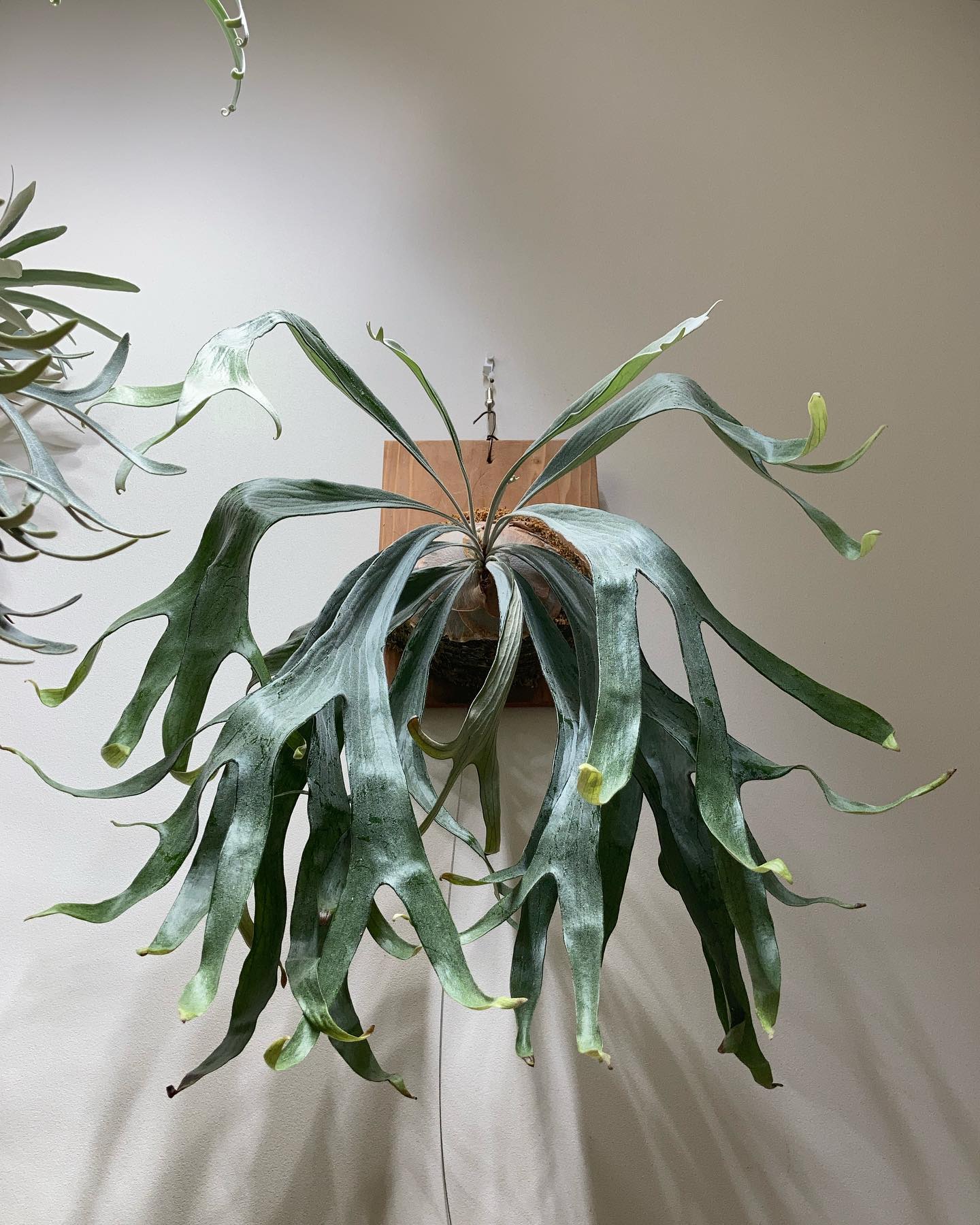 P.mt lewis 白い方 ヌルッとした白さ。 貯水葉が来たら化けそう