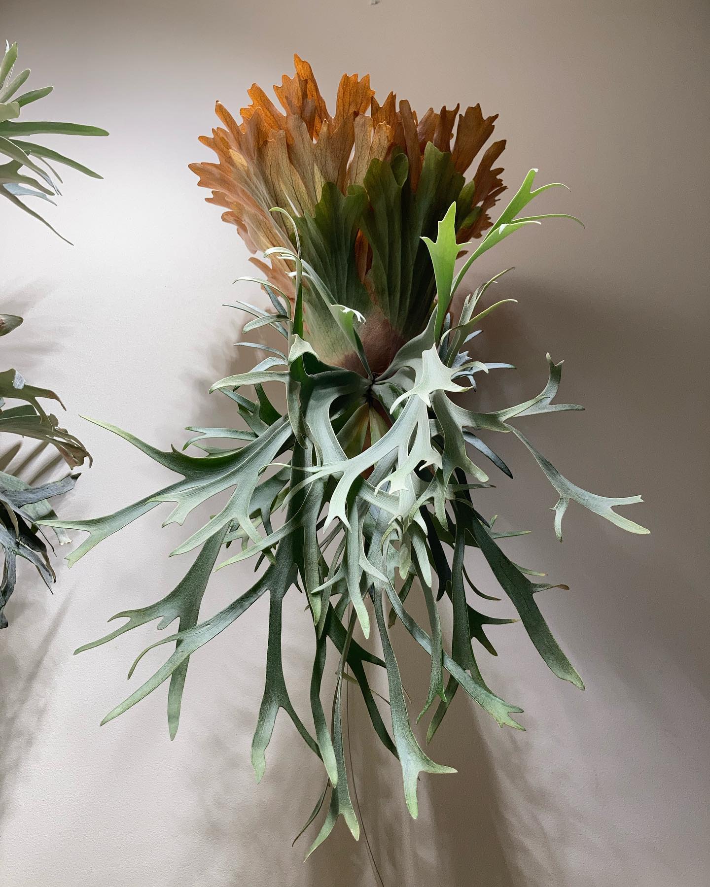 P.willinckii smurf from @katsu_hibino シンメトリーになったため