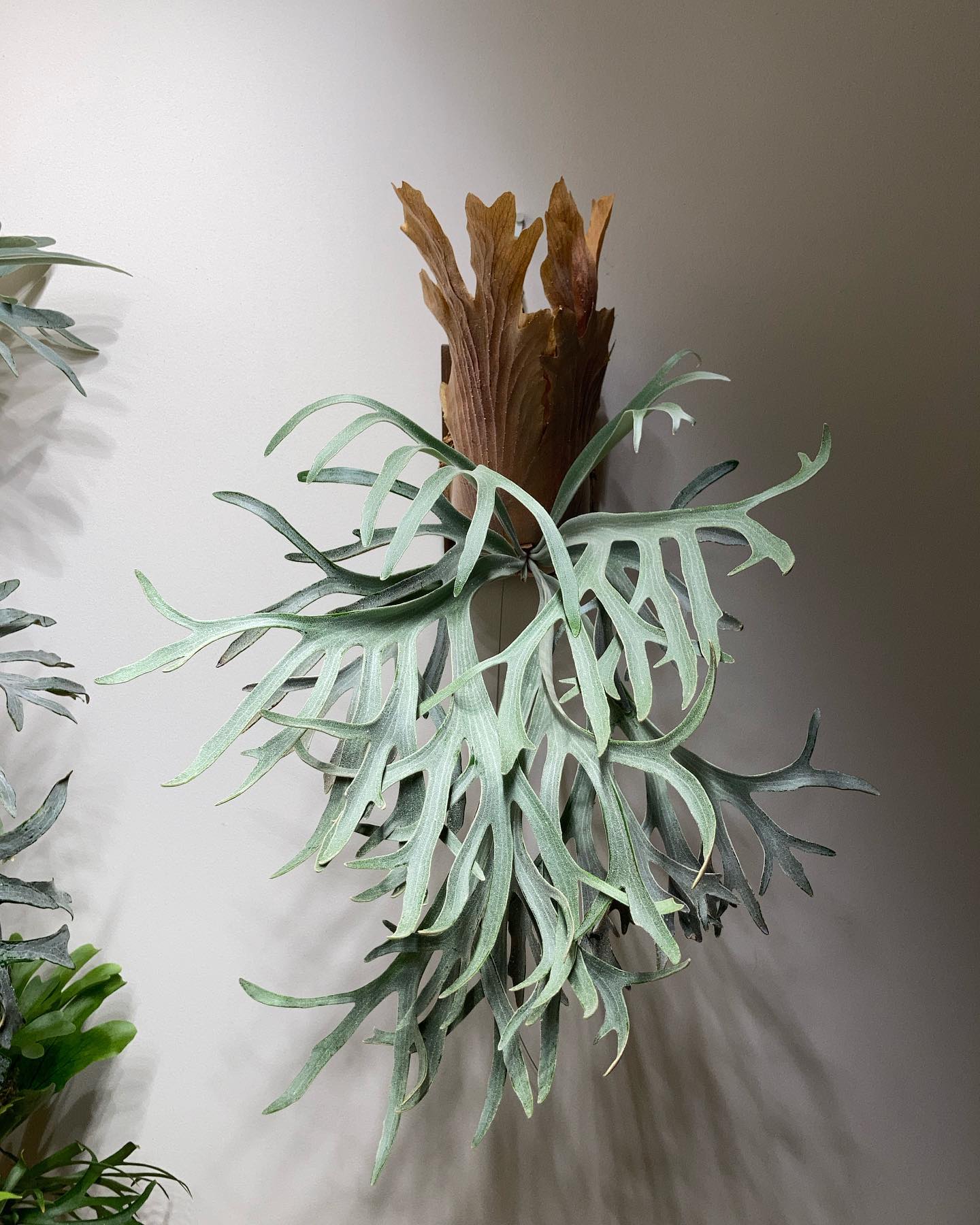 P.willinckii moonlight from @katsu_hibino 綺麗なウィリンキ