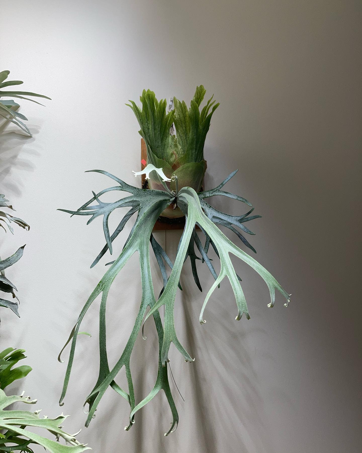 P.willinckii moonlight 胞子嚢を確認。 やっとカールが拝めます。