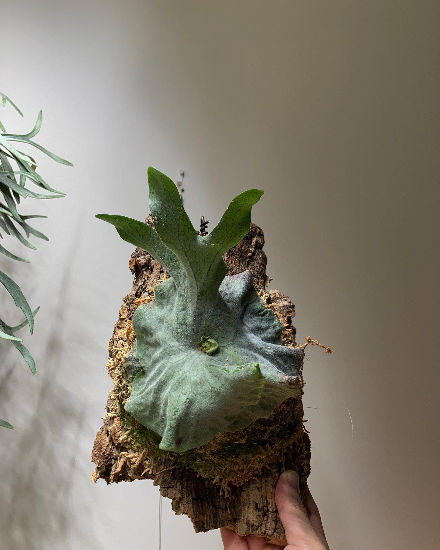 P.superbum dwarf sporeling 密かに成長を楽しみにしてるやつ