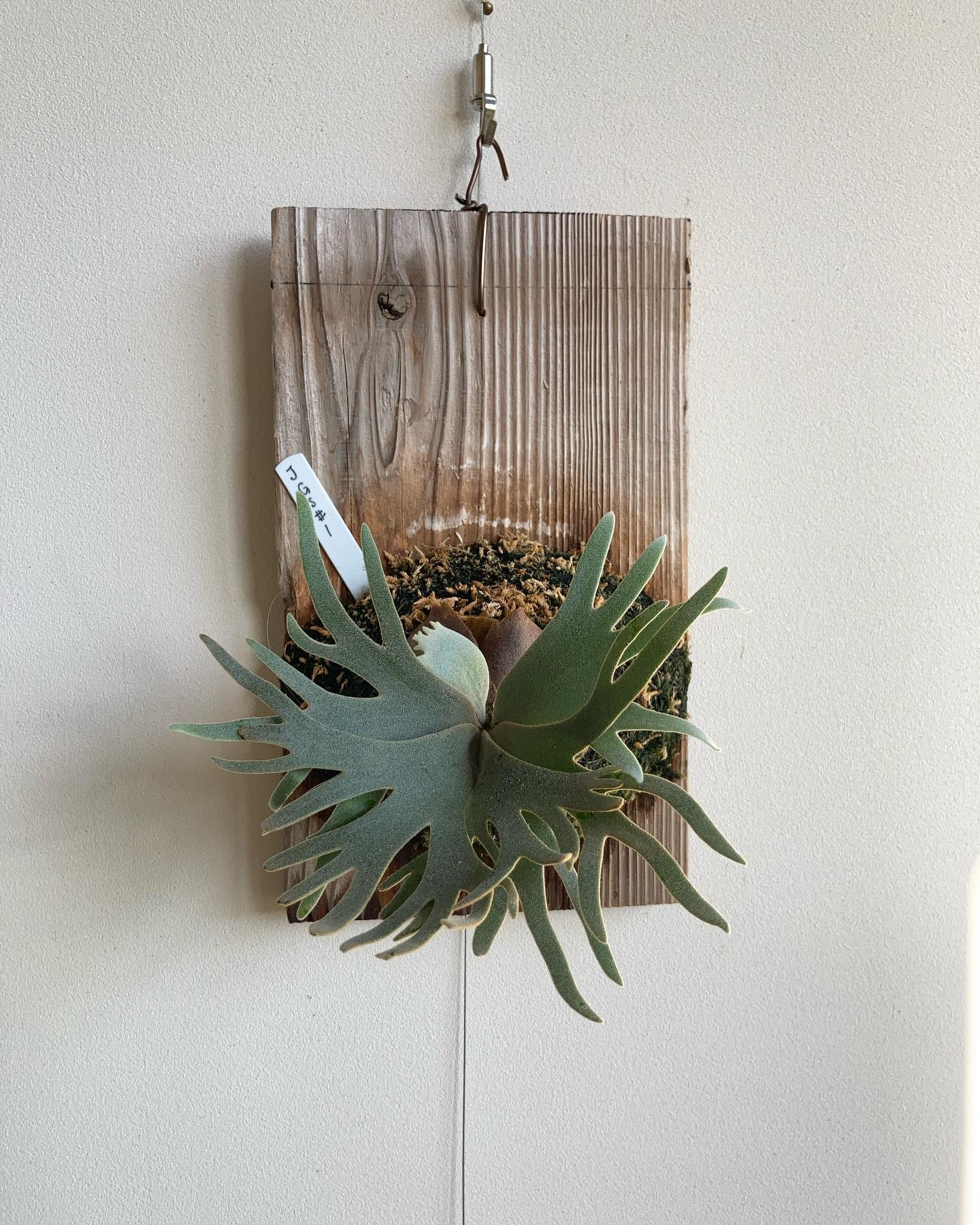 P.willinckii jade girl sporeling ドワーフもいいですね。