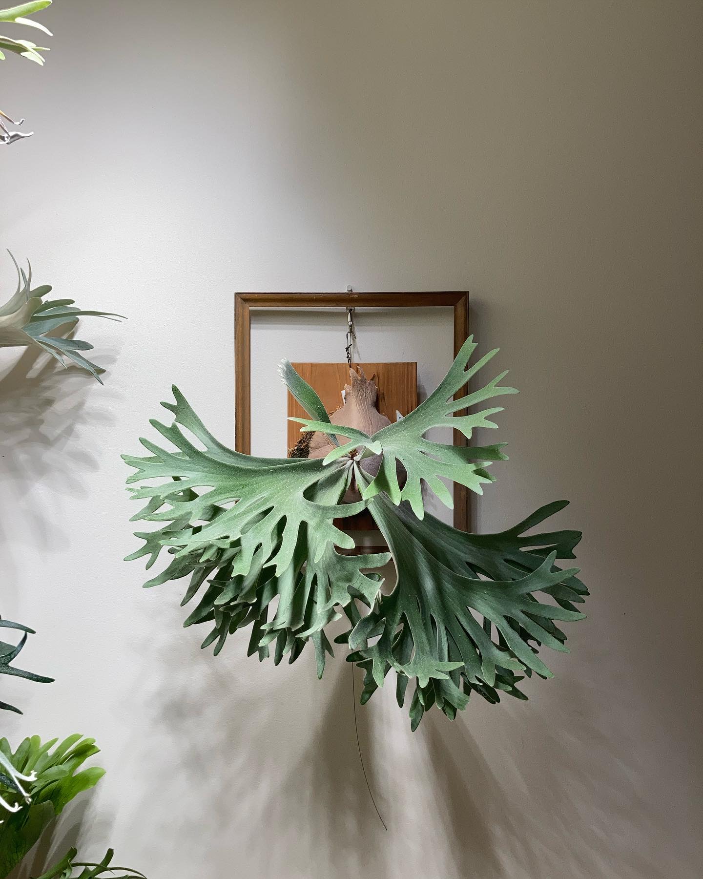 P.celso tatsuta ついに貯水葉ターン ここからが本番