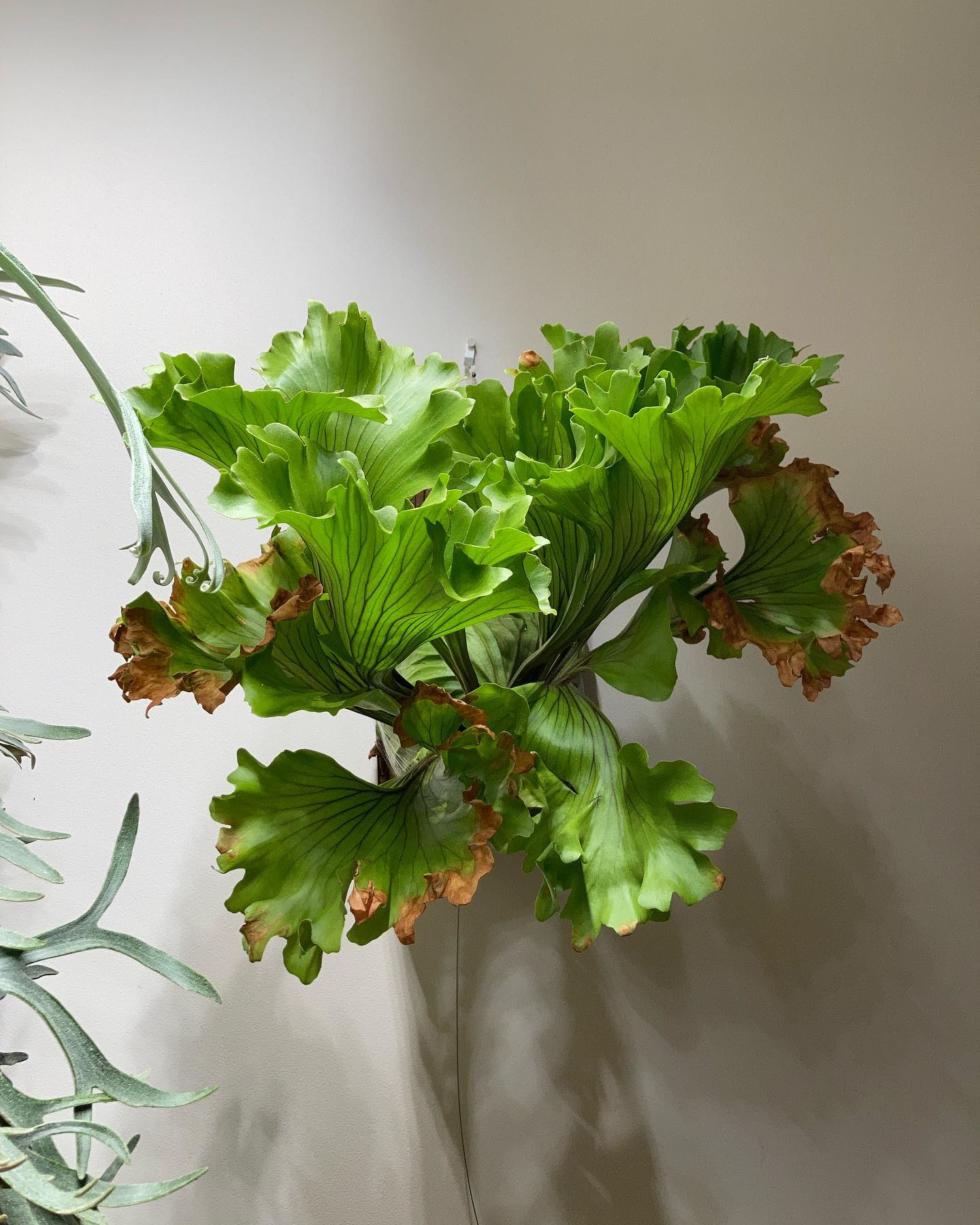 P. ridleyi monkey king