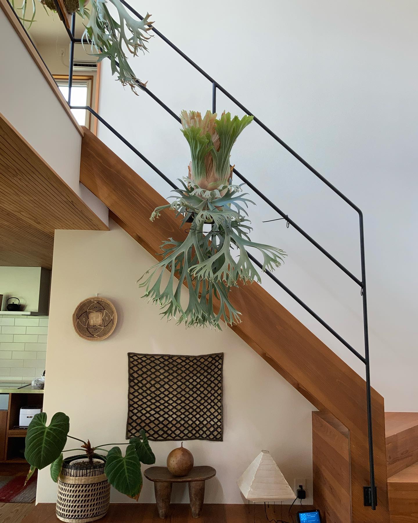 P.willinckii 月光爪哇 from @comolebi_plants 鳥羽水族館で見た蛸の