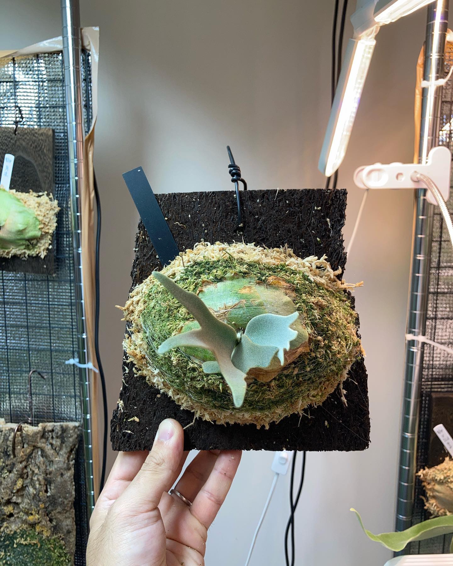 Platycerium willinckii omg 根が板まで到達したため、苔増し。 pfood 