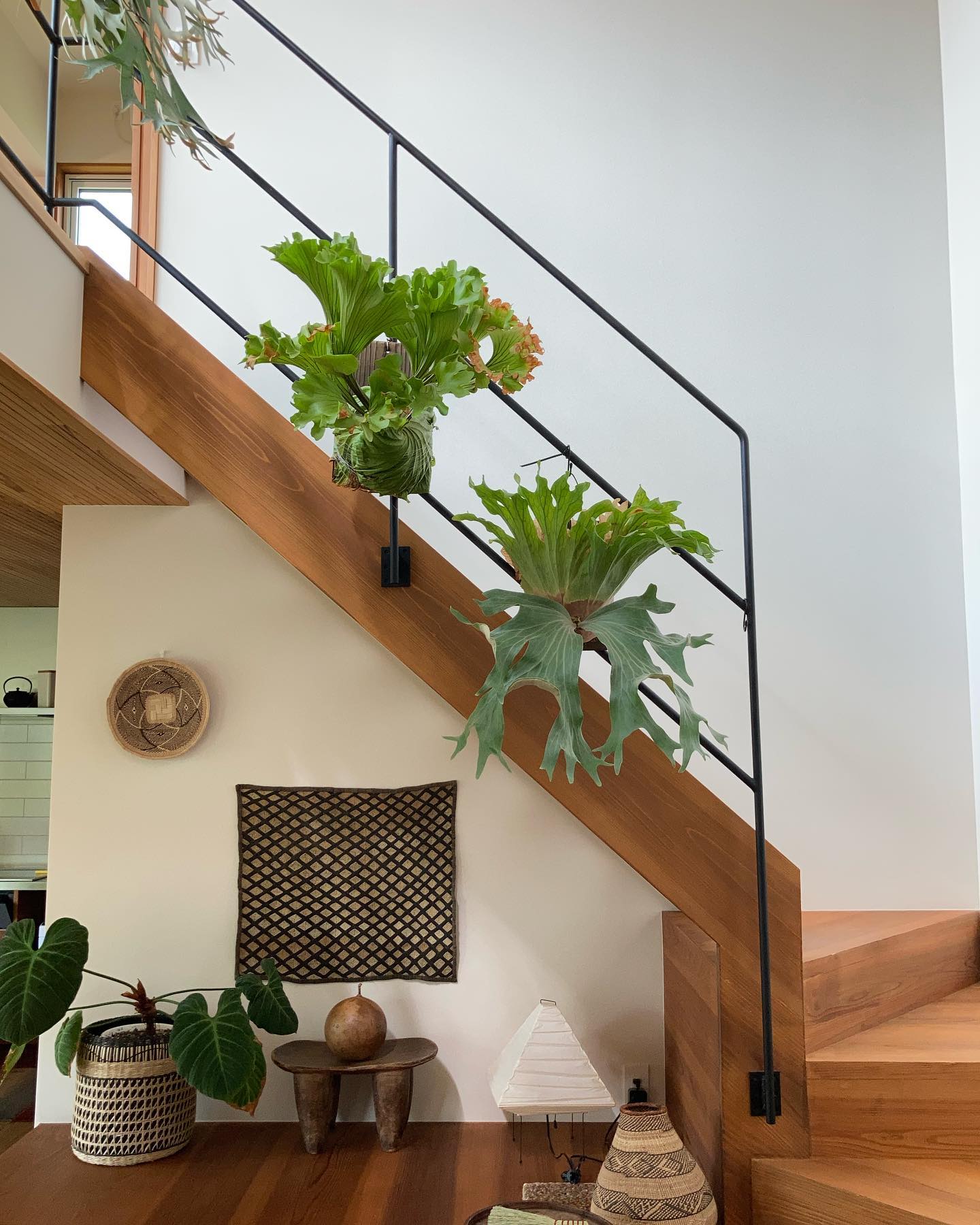 Platycerium ridleyi monkey king Platycerium wallic