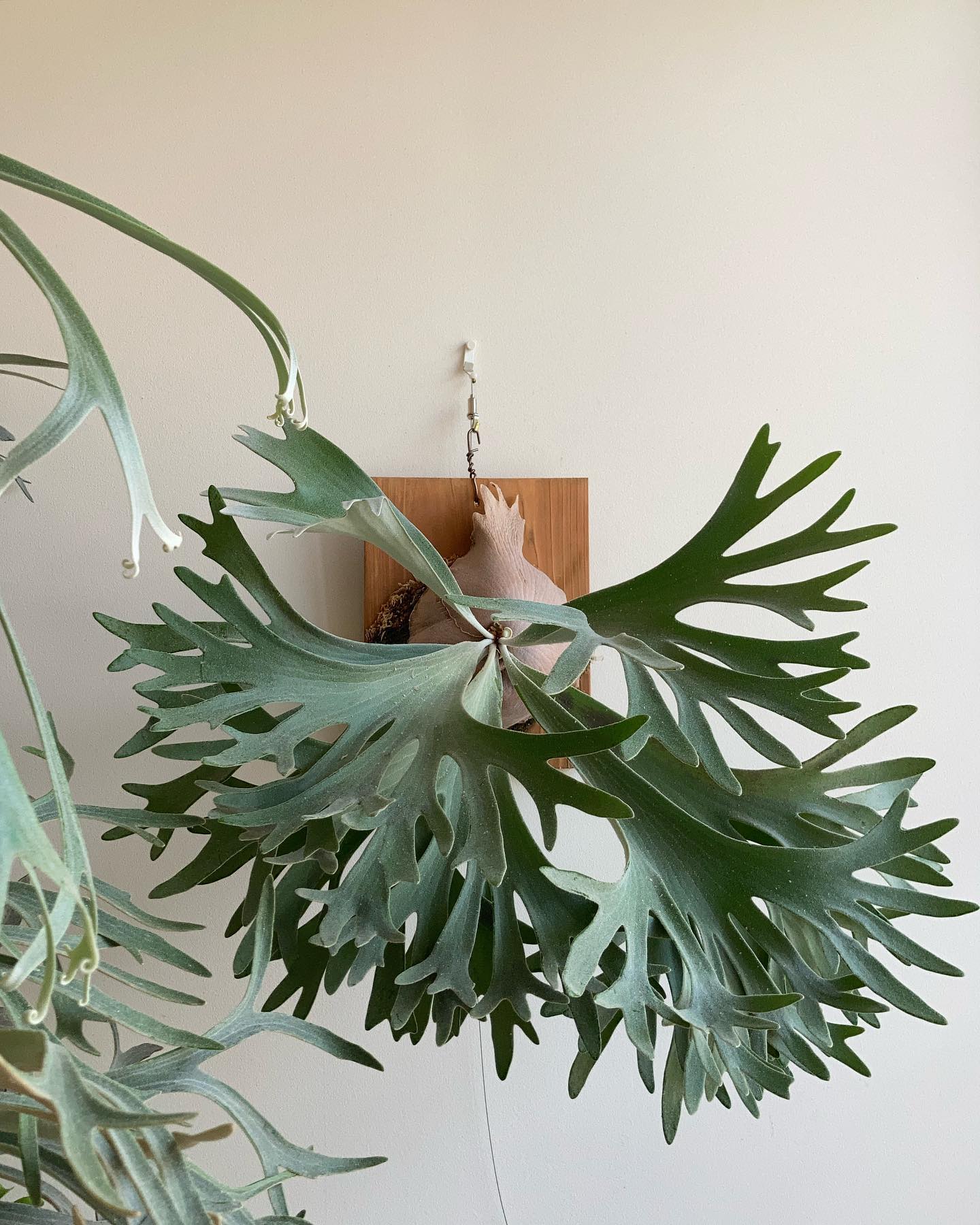 P.celso tatsuta 光も水もそんなに欲しがらない育てやすいビカクだと勝手に思ってます。