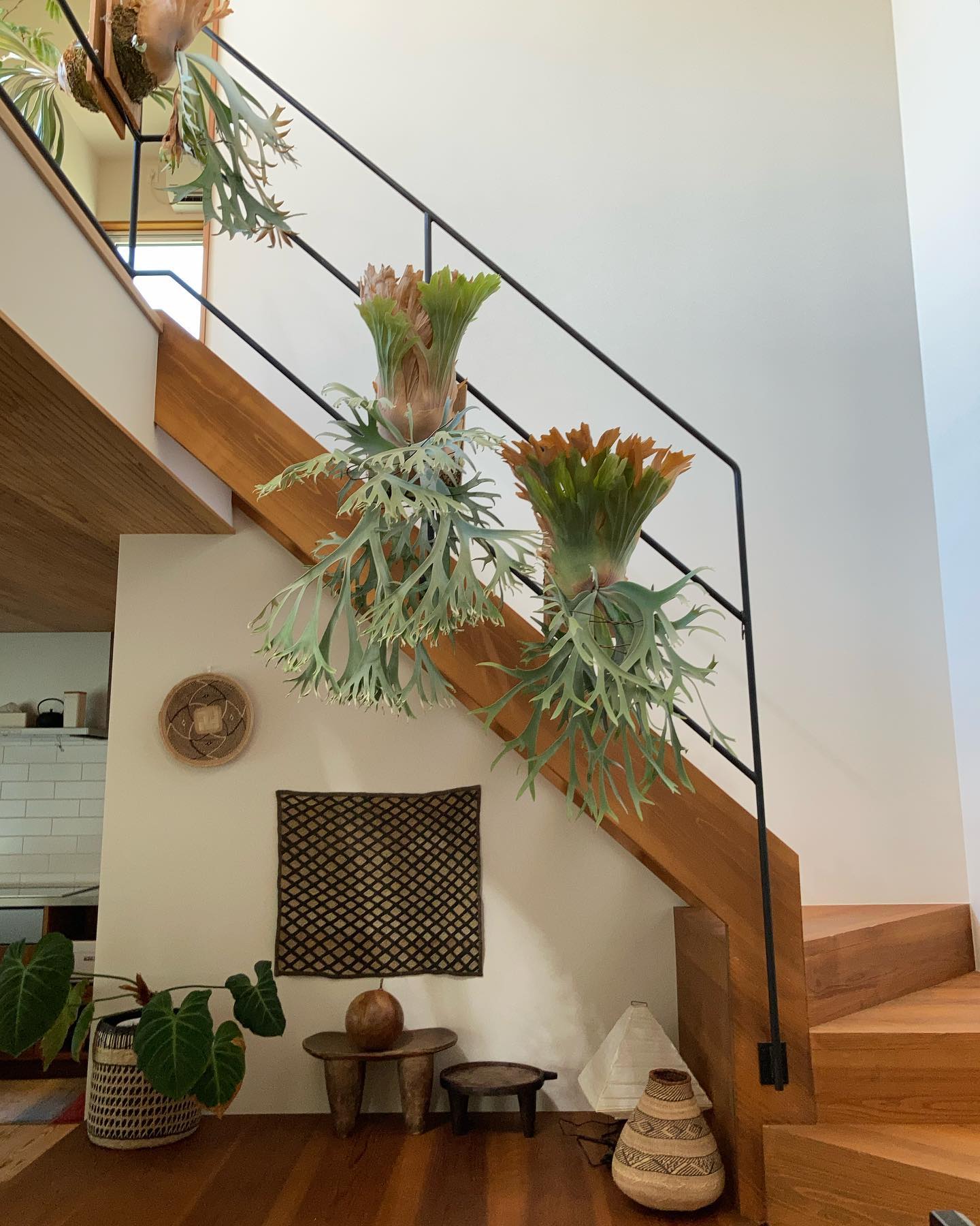 P.willinckii 月光爪哇 P.willinckii smurf ビカクはデカい。 それに反