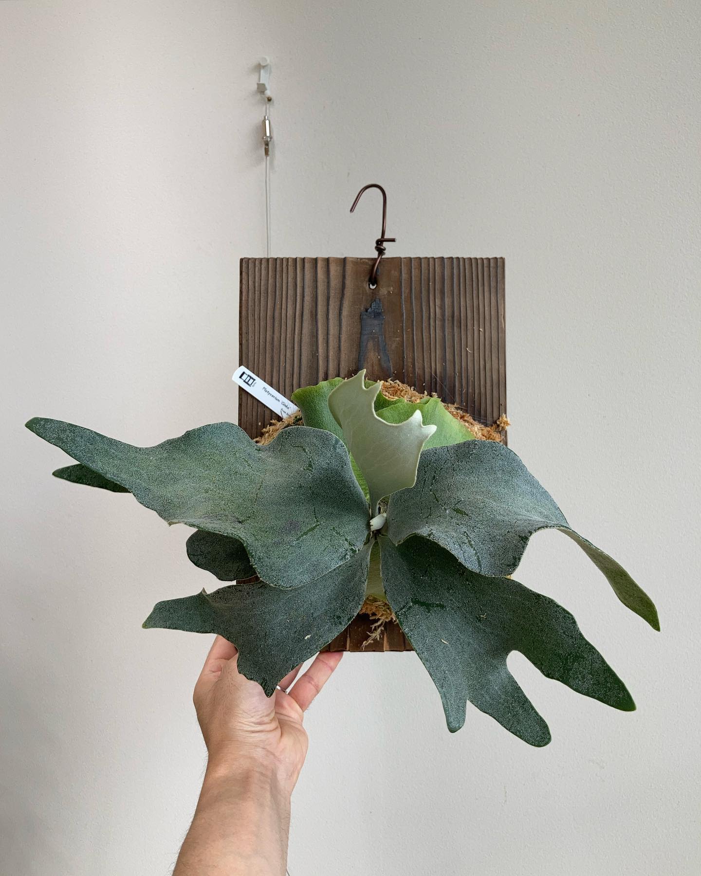 P.Ginka from @botanyvalley 根が板に着いたので、苔増し記念です。 我ながら