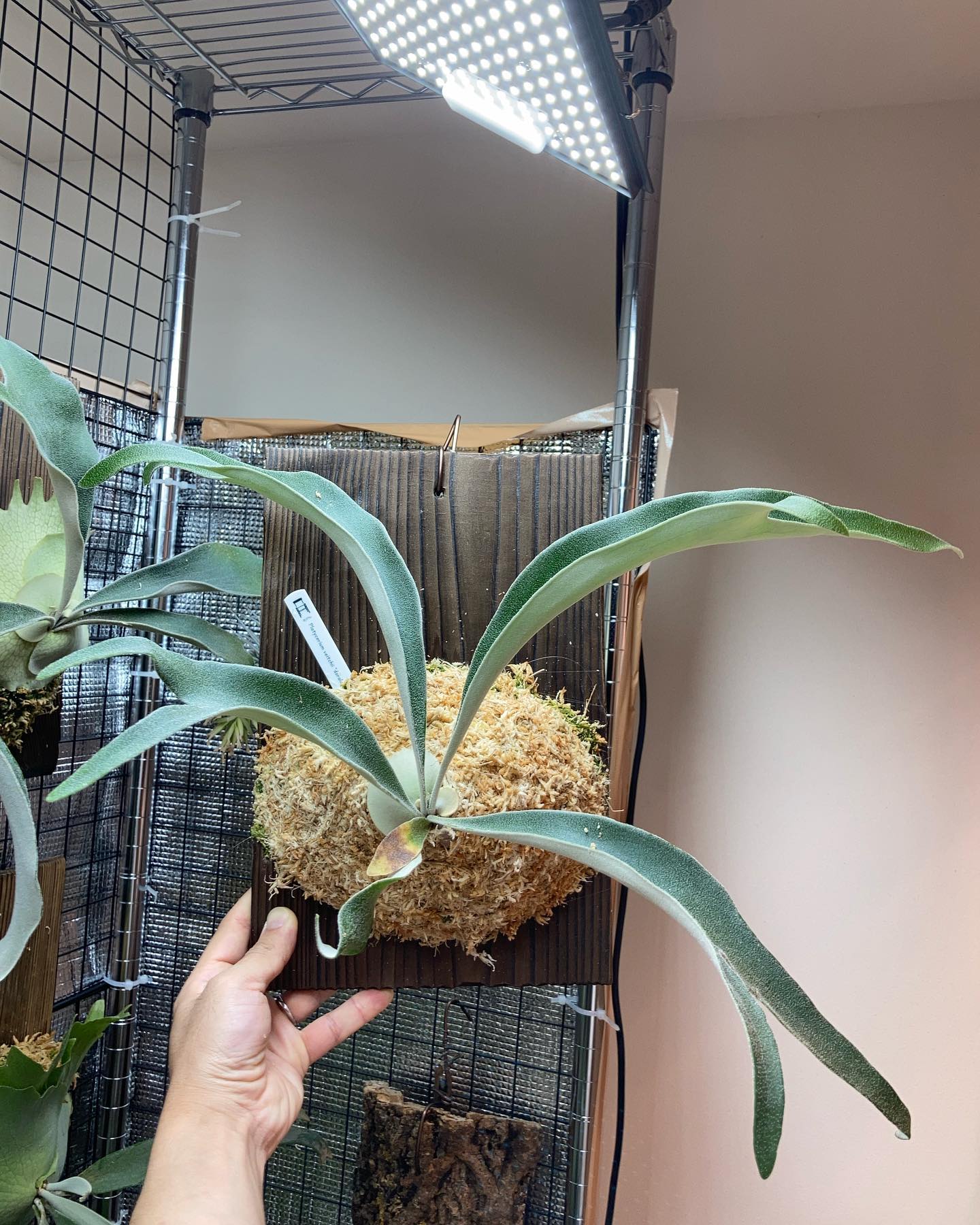 P.veitchii doralemo 苔増し トキントキンになるベイチーはいくつか持ってますが、全