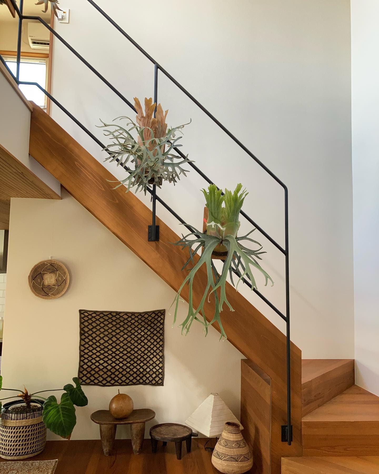 左P.willinckii moonlight 右P.willinckii moonlight 成長