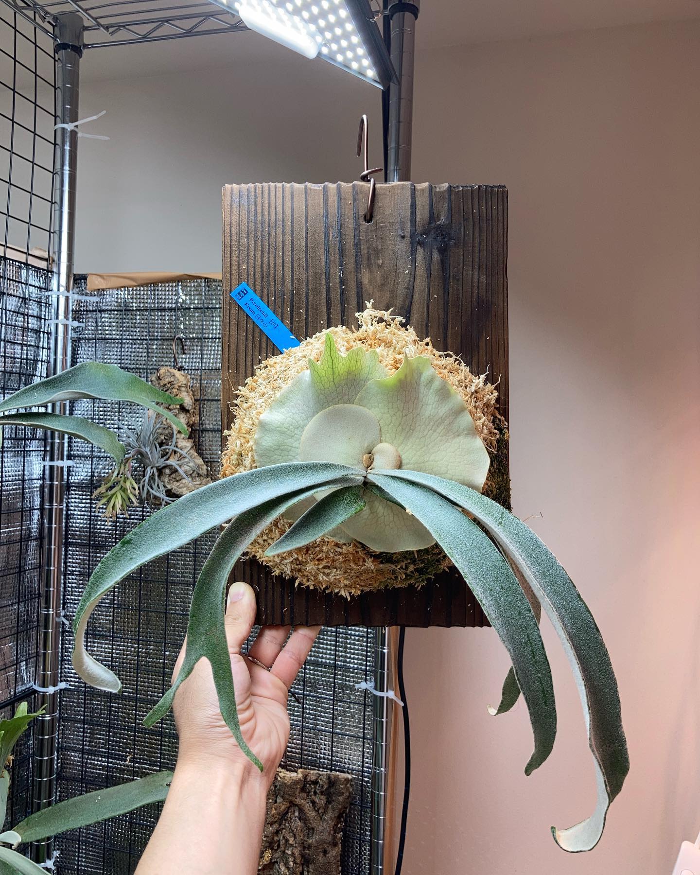 P.veitchii か from @no4ta3 さん 苔増ししました。 うちに足りないもの、それ