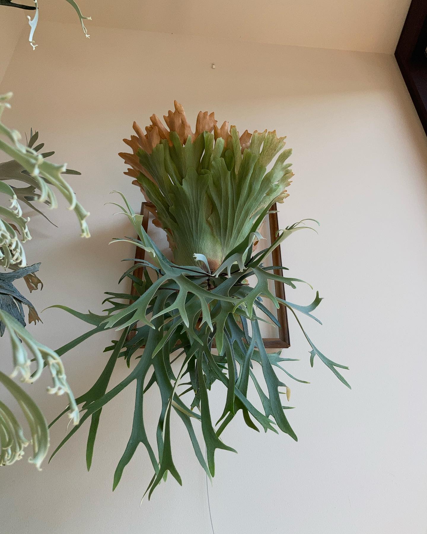 P.willinckii smurf from @katsu_hibino こいつはほんまええビカク