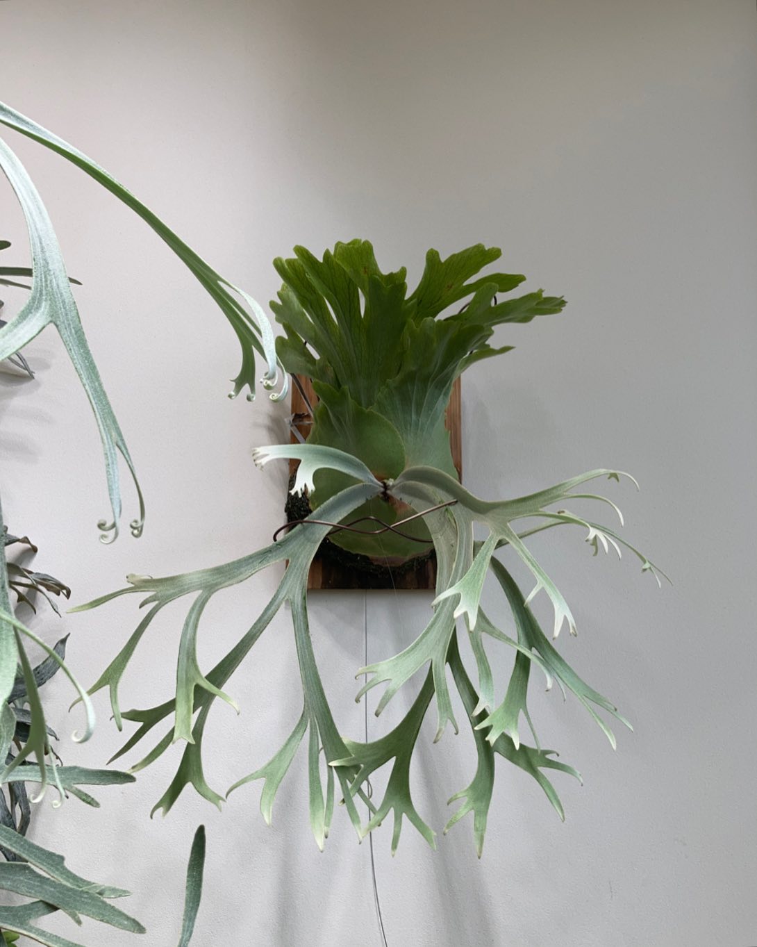 P.willinckii ‘yellow moon’ from @botanyvalley なかなか