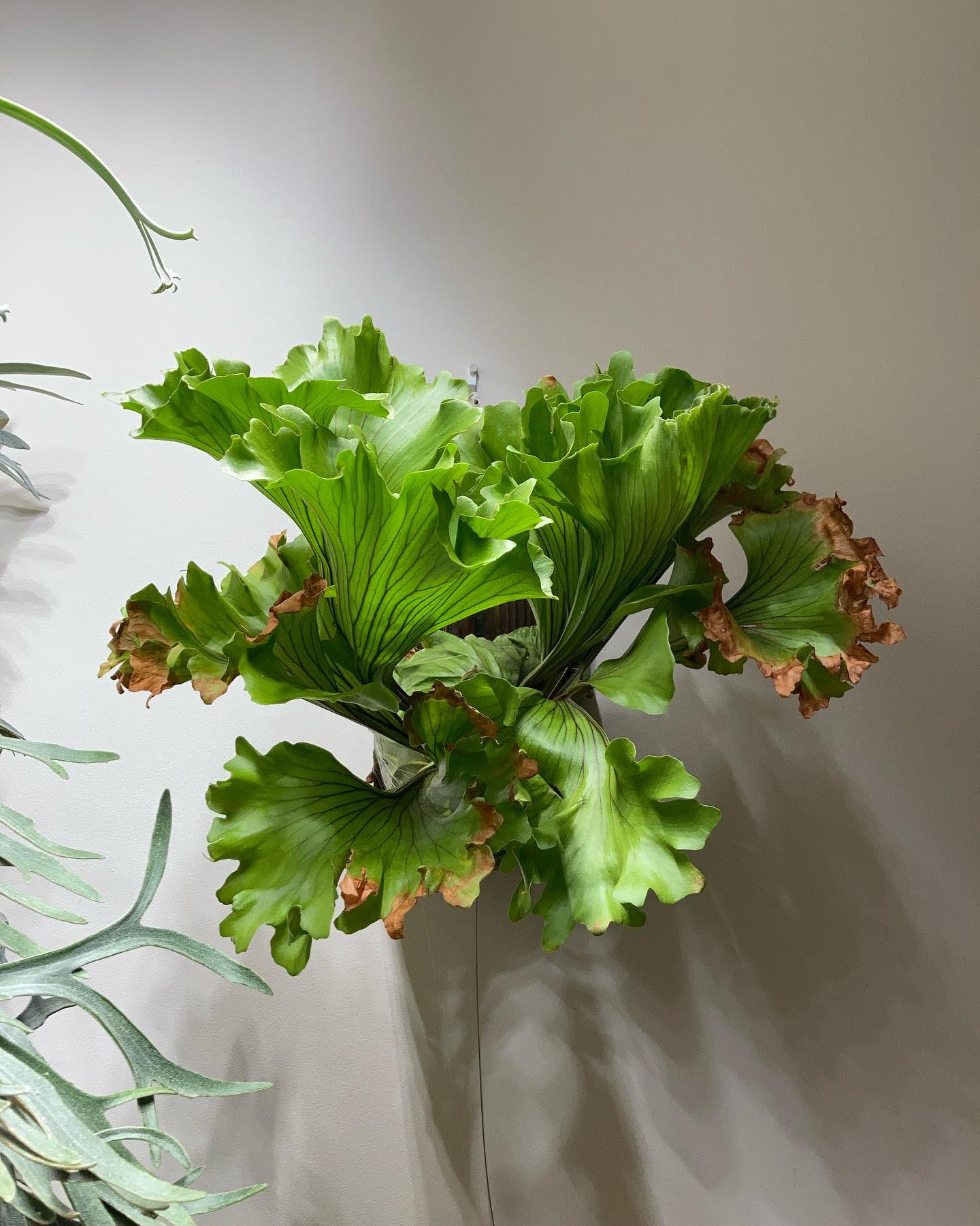 Platycerium ridleyi monkey king モンキーキングの「我が属性は風」感は