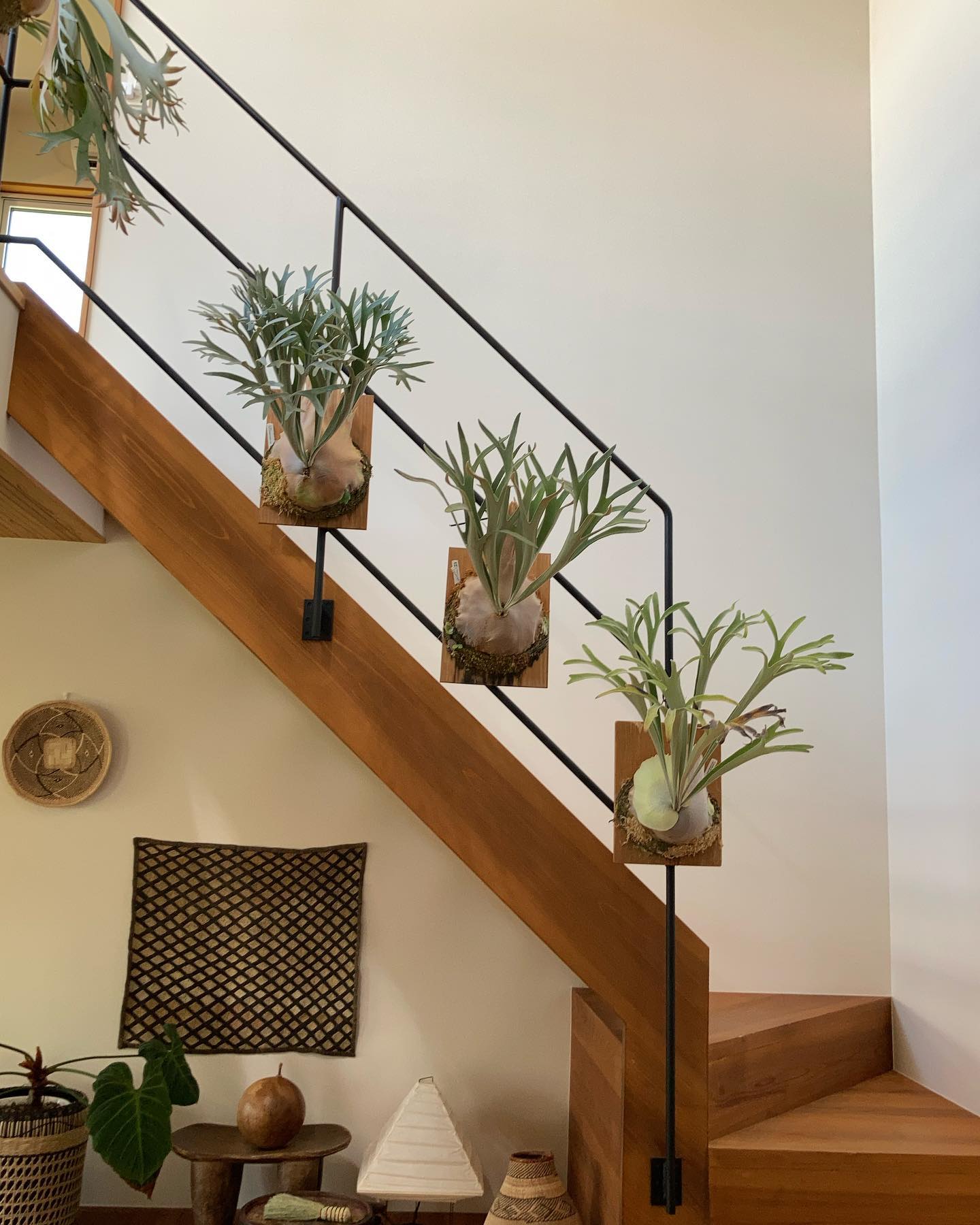 P.Elsa P.veitchii king fisher P.veitchii vp アッパー三銃