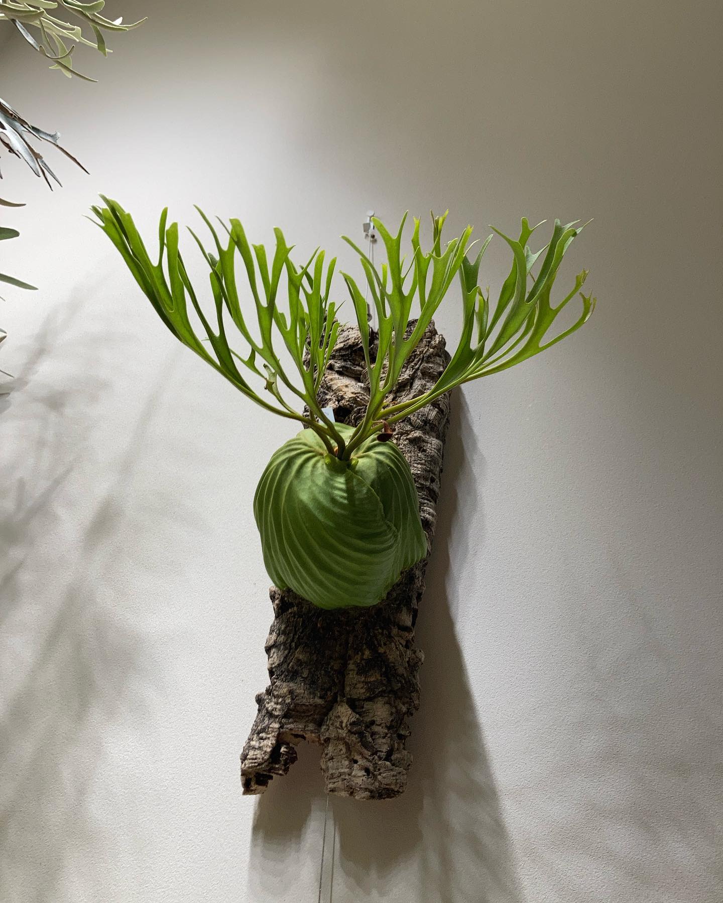 Platycerium ridleyi nano from @katsu_hibino コロンビア