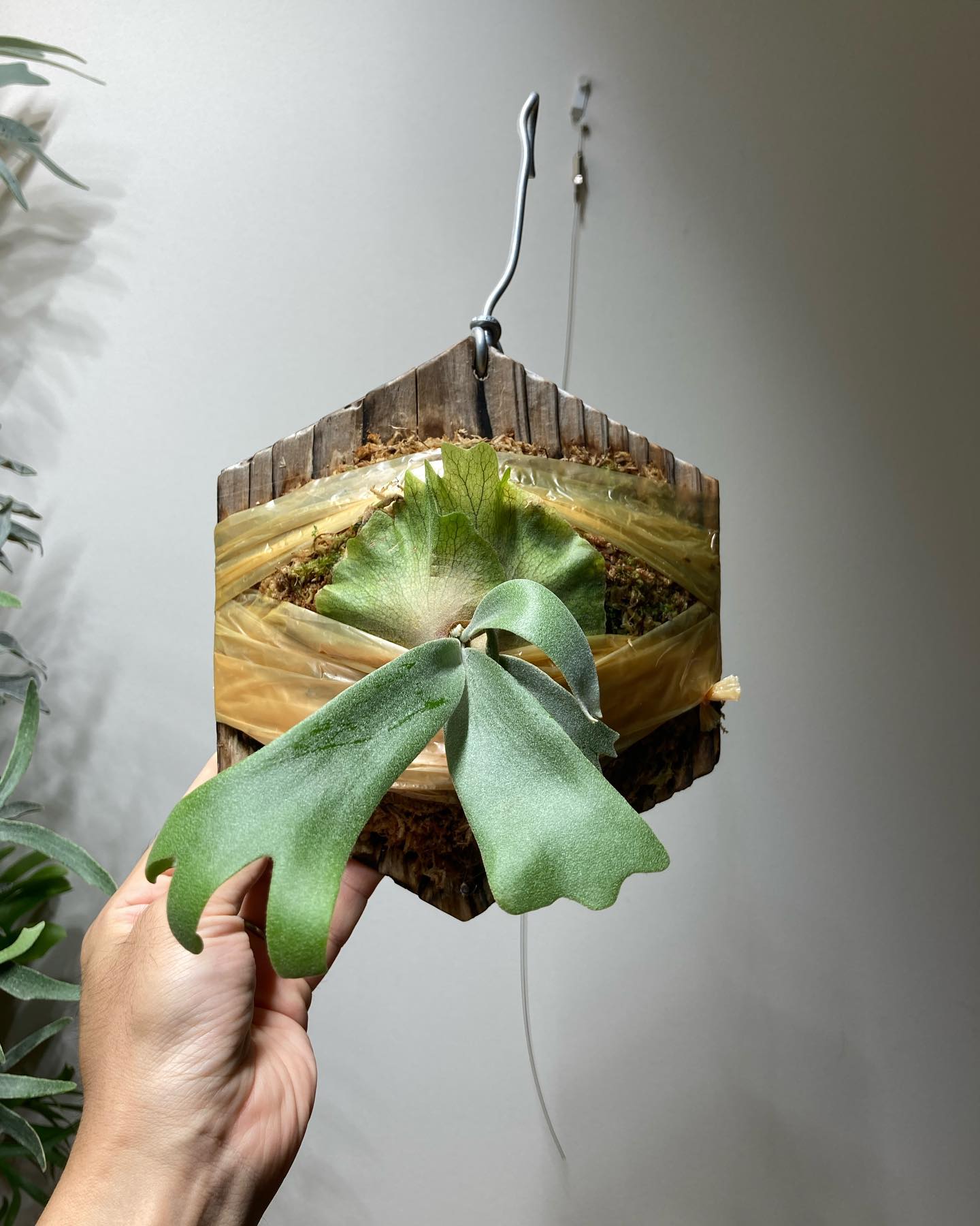 P.willinckii adagio from @cv.yasu さん 前から欲しかったビカク。 