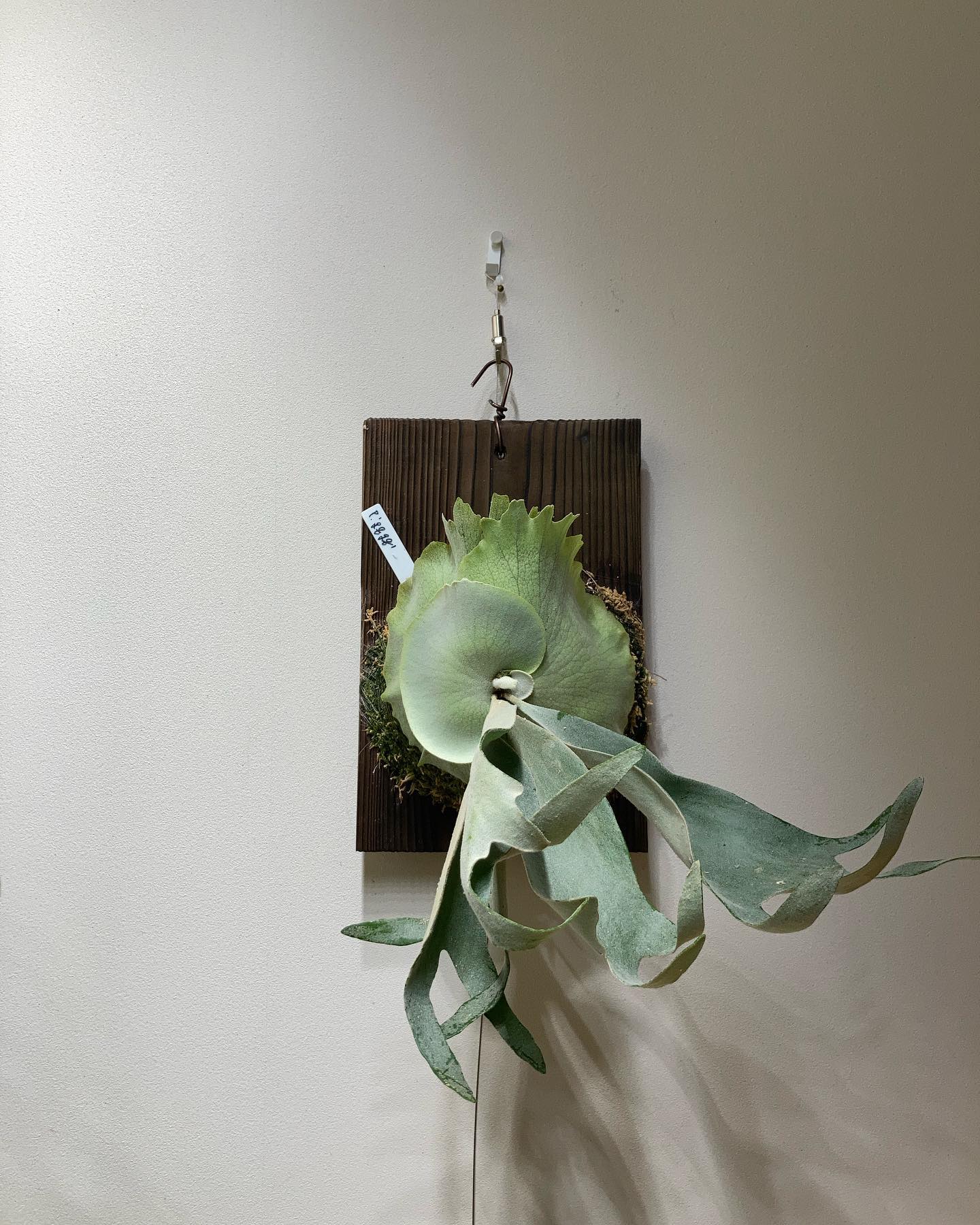 P.gqgq そろそろ楽しめそう。