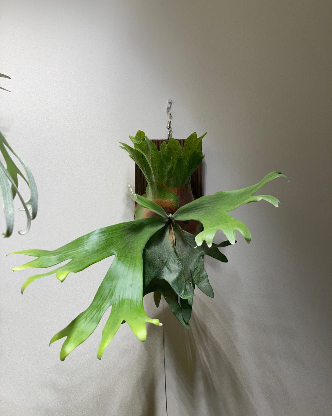 P.willinckii wallichii なかなかマニアックな趣きがあるナイスなビカク。 白系と