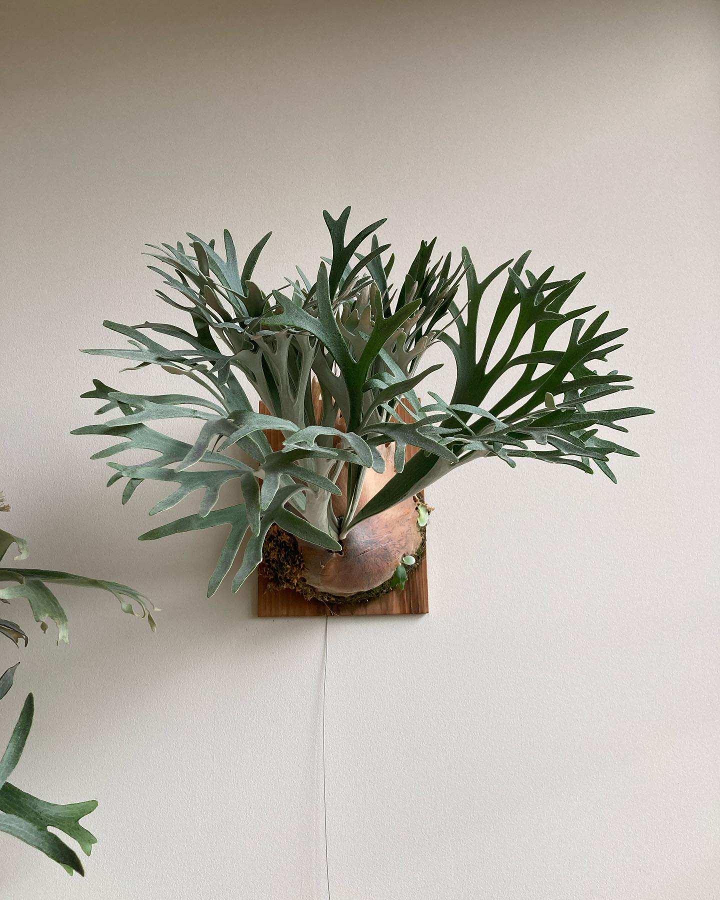 P.Elsa from @vandaka_plants エルサはいいぞ