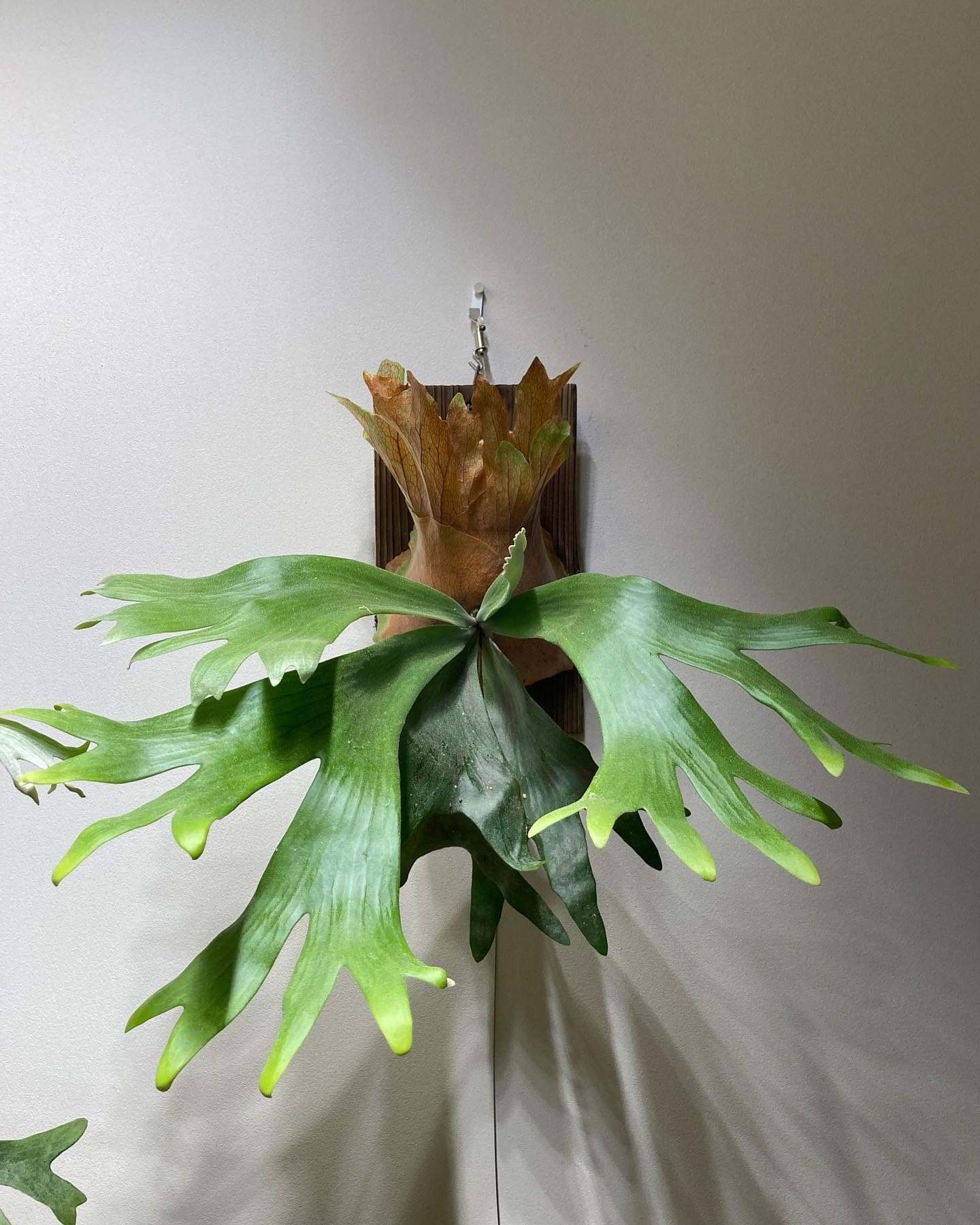 P.willinckii wallichii これも独特。 なかなかいいんじゃないでしょうか。 マイ