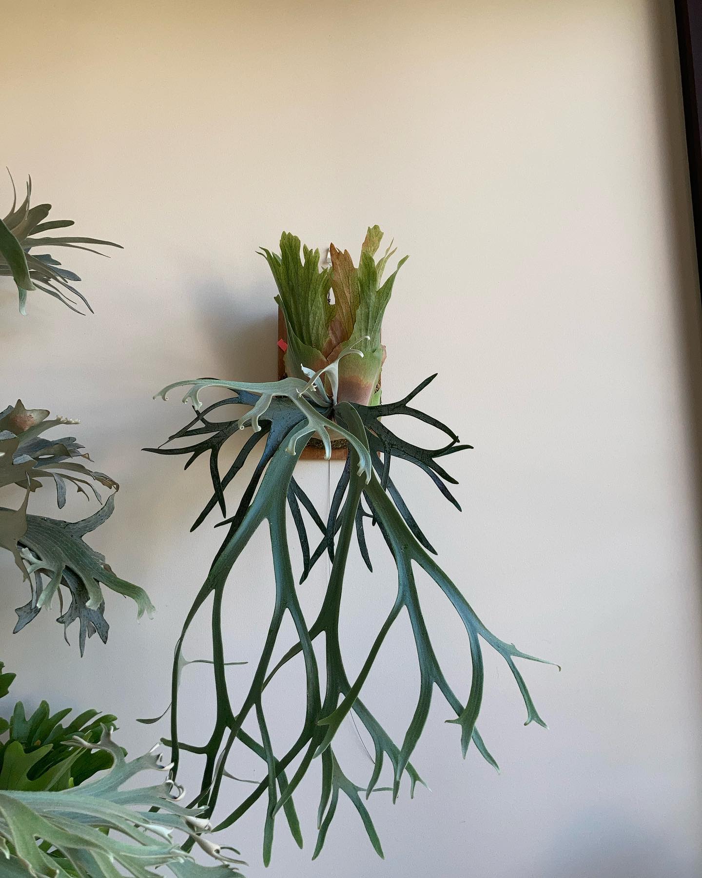 P.willinckii moonlight やっといい感じの胞子葉が出てきた。 先端もカールする雰