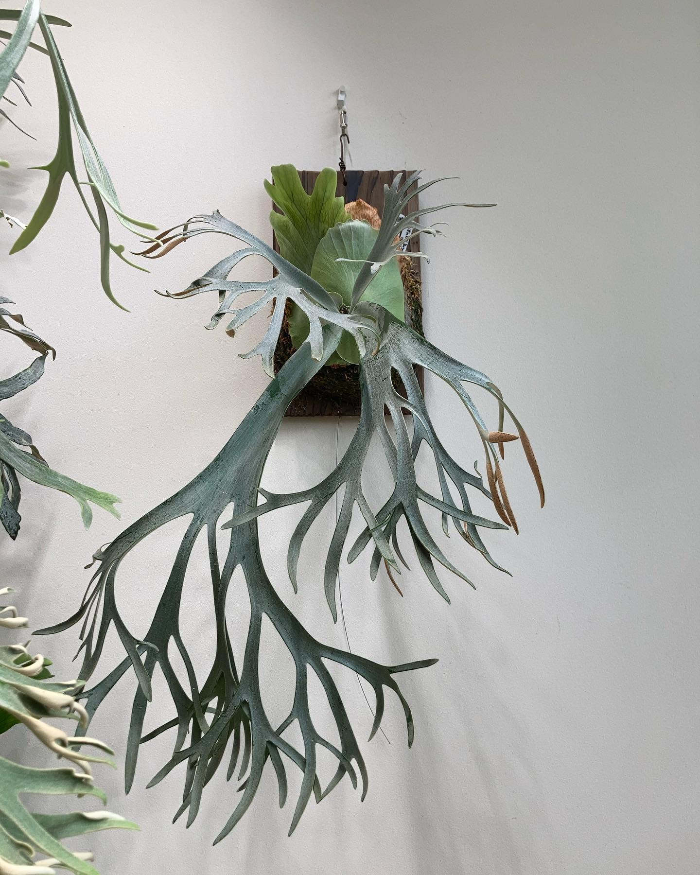 P.willinckii bogor suddan ワイヤー矯正完了。 貯水葉どこまで大きくするか