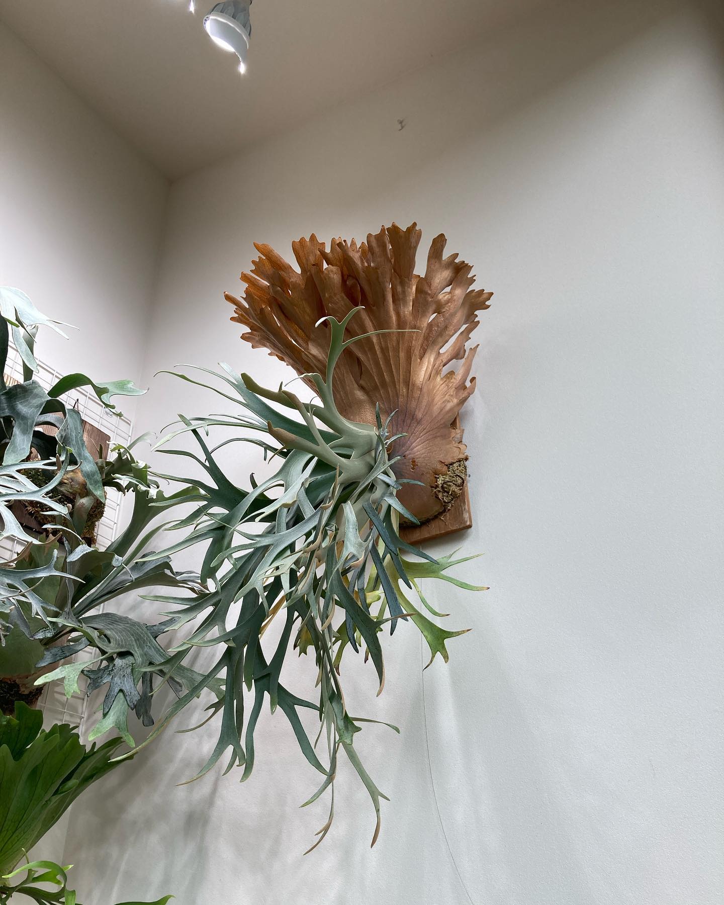 P.willinckii smurf from @katsu_hibino 樹祭に行けないのでセルフ