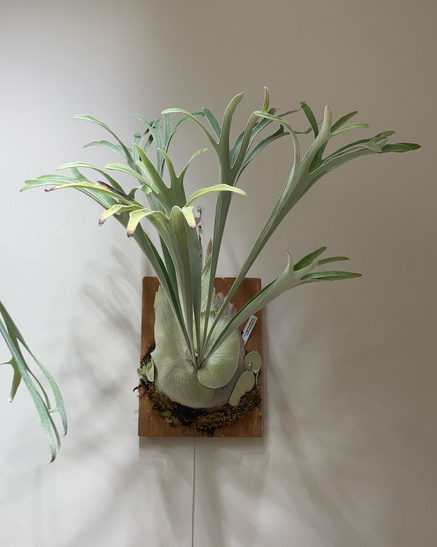 ベイチーワイルドvp16 from @vandaka_plants 1枚目20230905 2枚目2