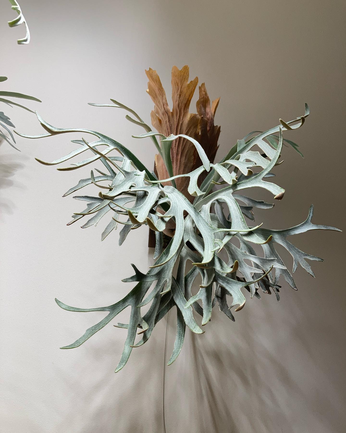 P.willinckii moonlight from @katsu_hibino もっとカールする