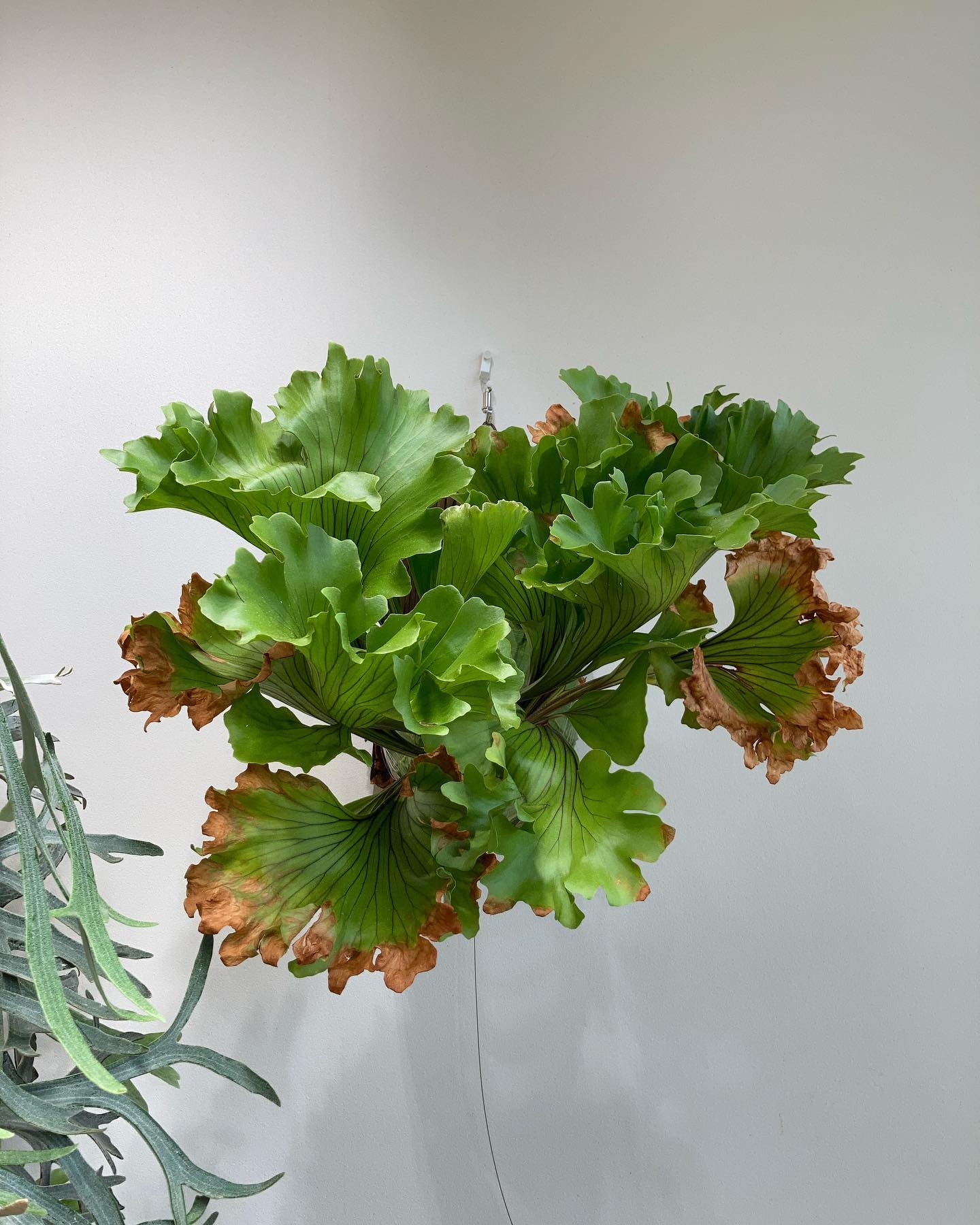 Platycerium ridleyi monkey king 実は育てやすい品種。 とりあえず水と