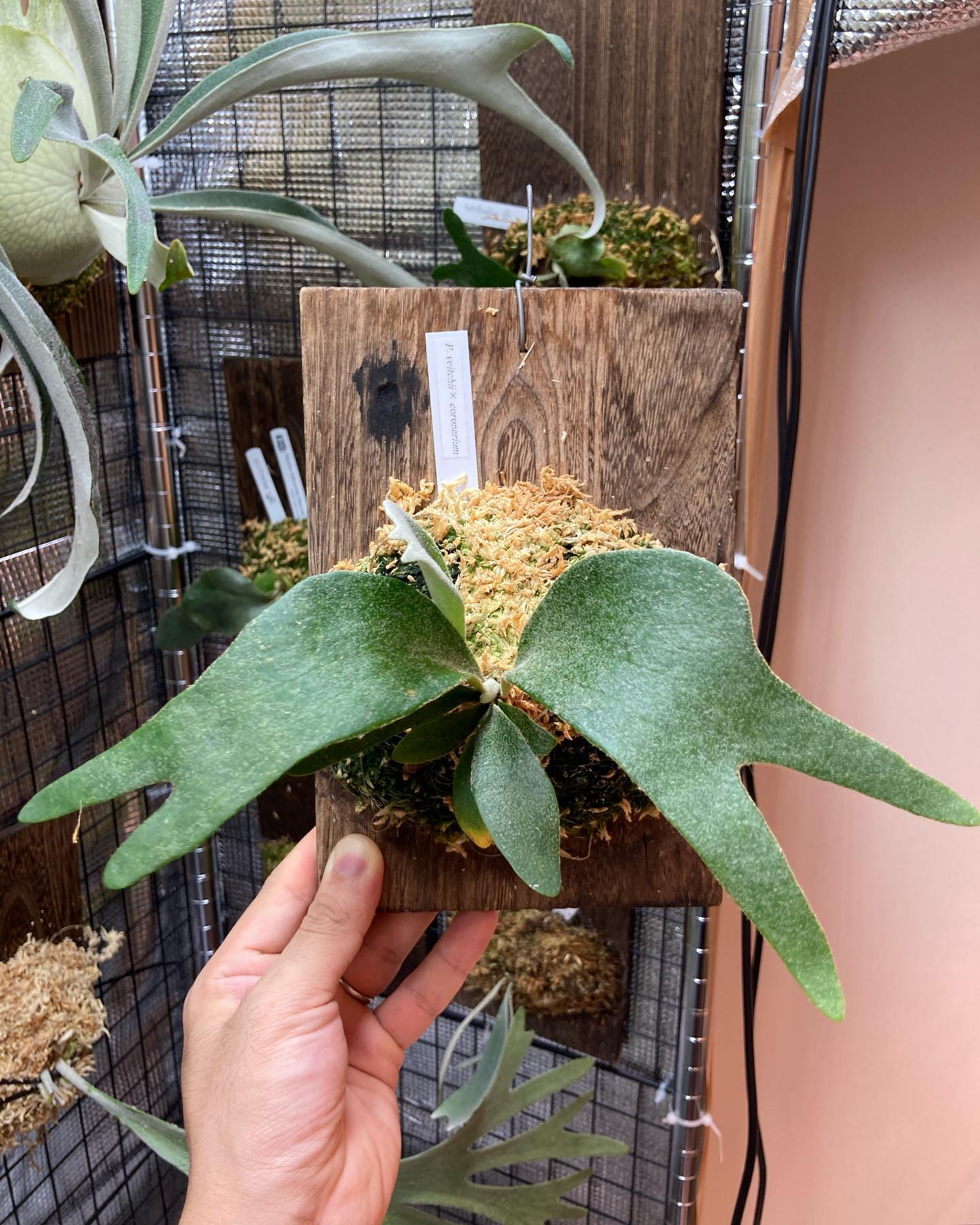 P.veitchii x coronarium from @katsu_hibino 独特な質感。 