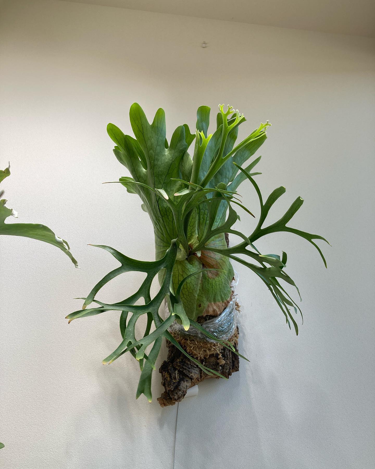 P.coronarium from @katsu_hibino アッパーコロナでございます。