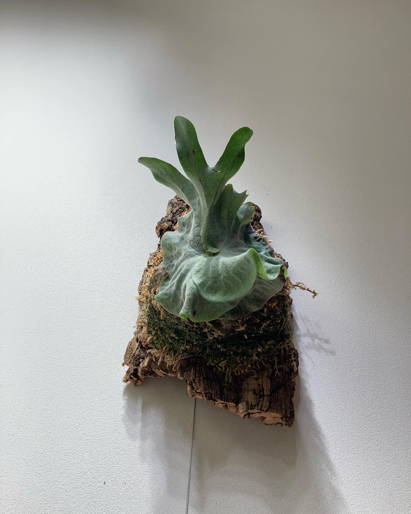 P.superbum dwarf sporeling スーパードワーフと言ったらそうだね。 スパドワ