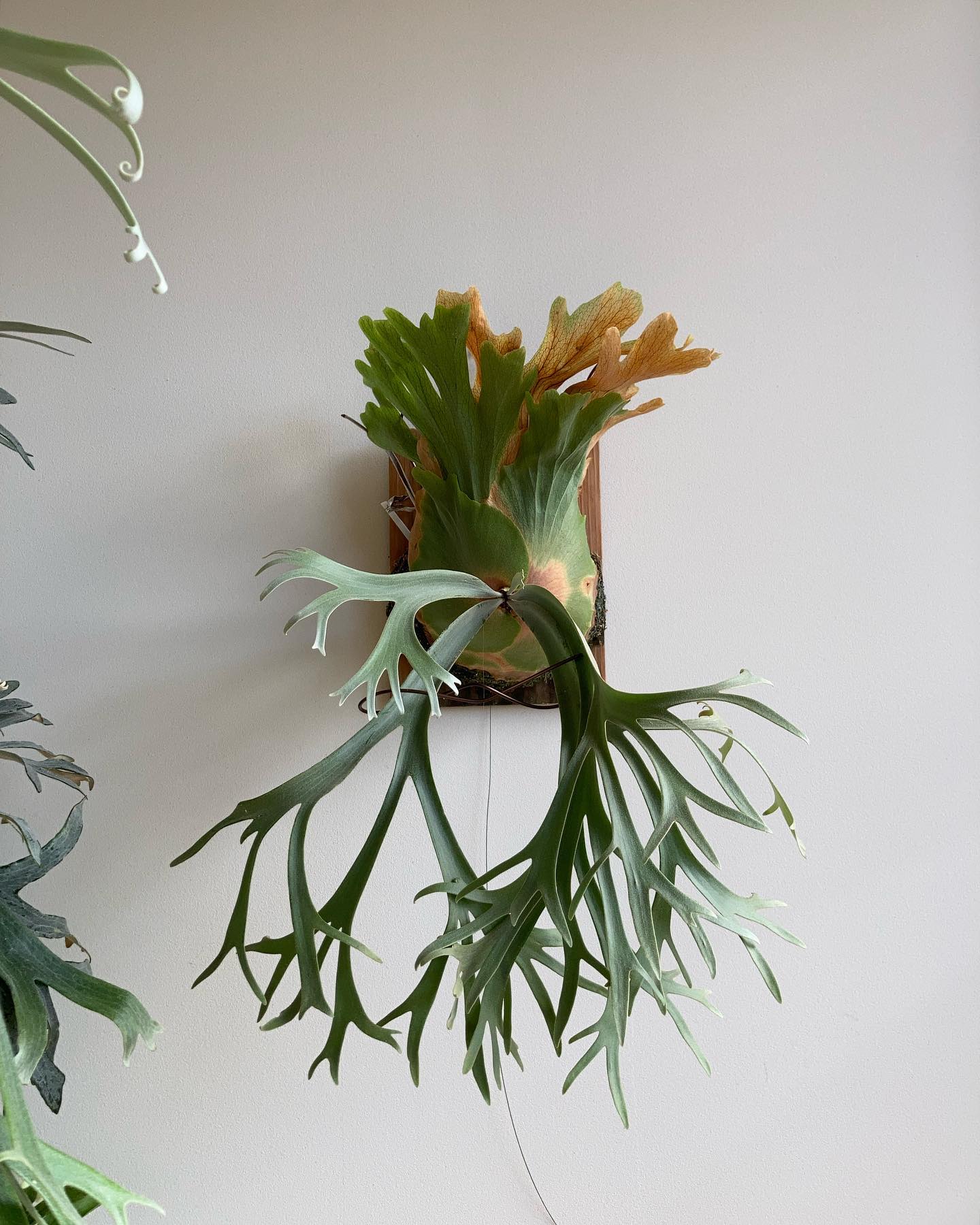 P.willinckii ‘yellow moon’ from @botanyvalley 多分うち