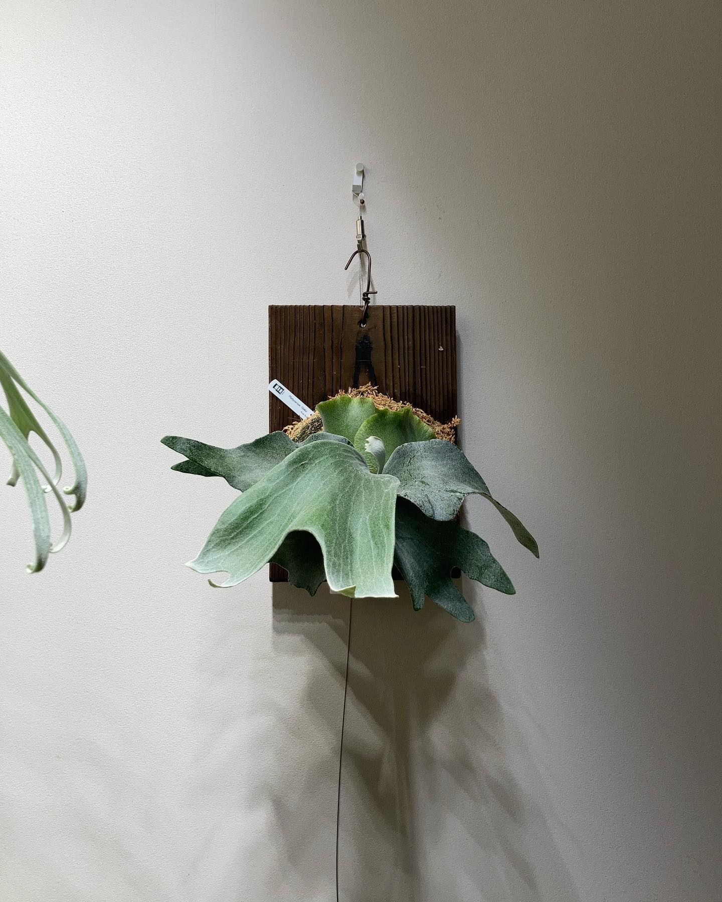 P.Ginka from @botanyvalley ギンカっぽくなってきました。 ギンカもギズモも