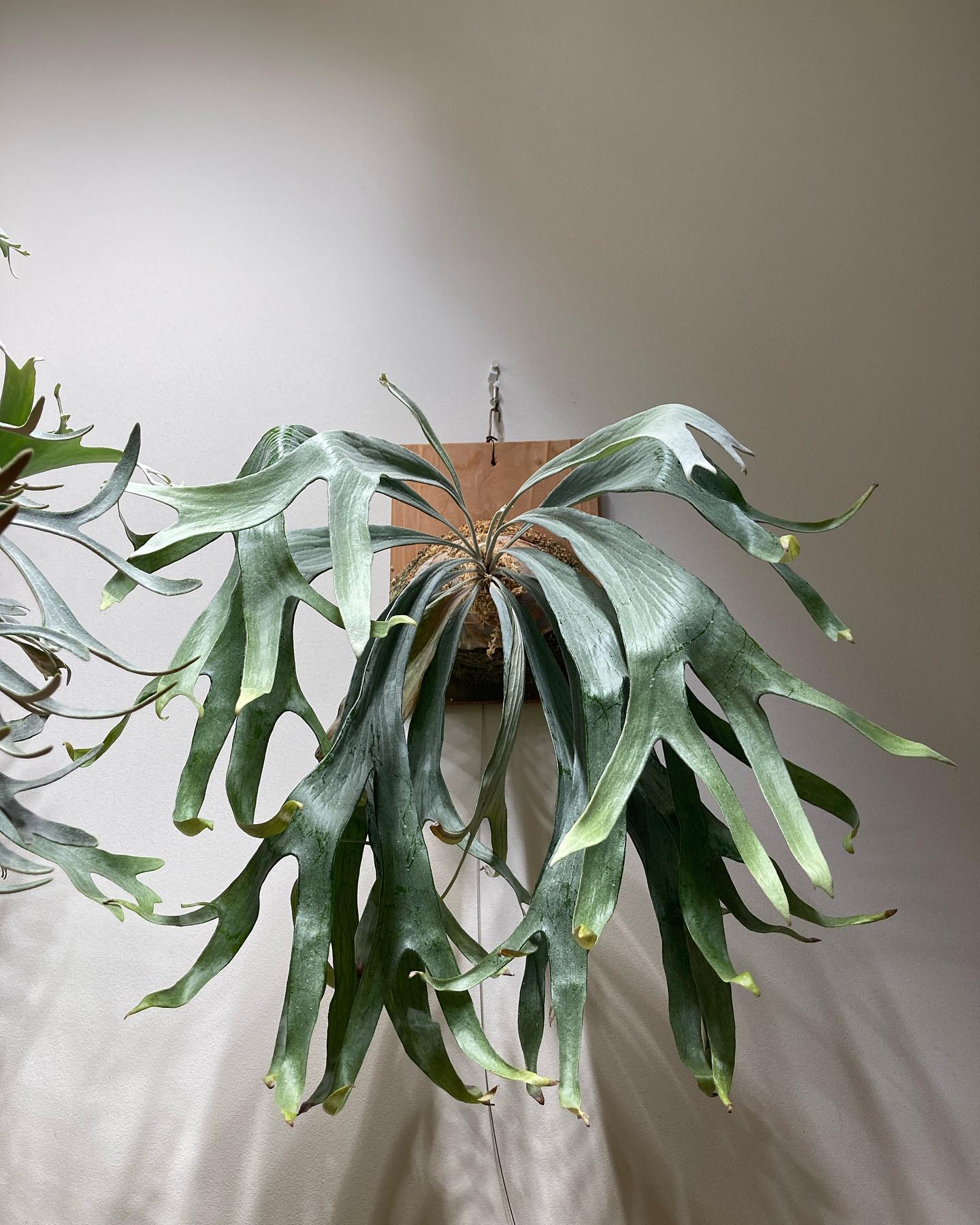 P.mt lewis 白い方 貯水葉を出す気が感じられない どういうつもりだ とを使うとおじさん感が