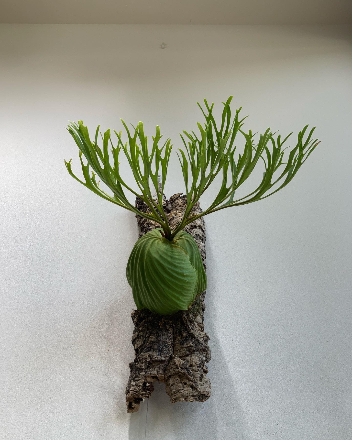 Platycerium ridleyi nano from @katsu_hibino もう少しでシ