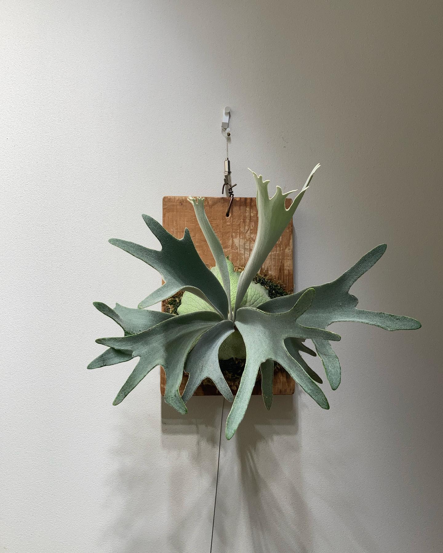 P.veitchii sporeling (Group-VR) from @acupom219 さん