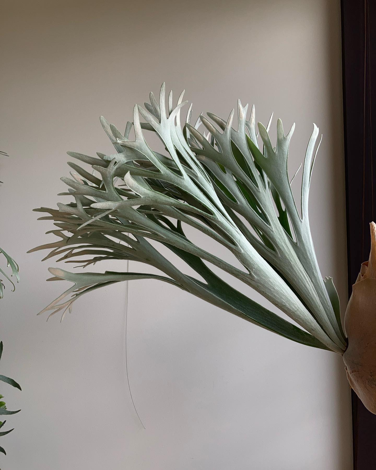 P.Elsa from @vandaka_plants 真横はこんな感じ。