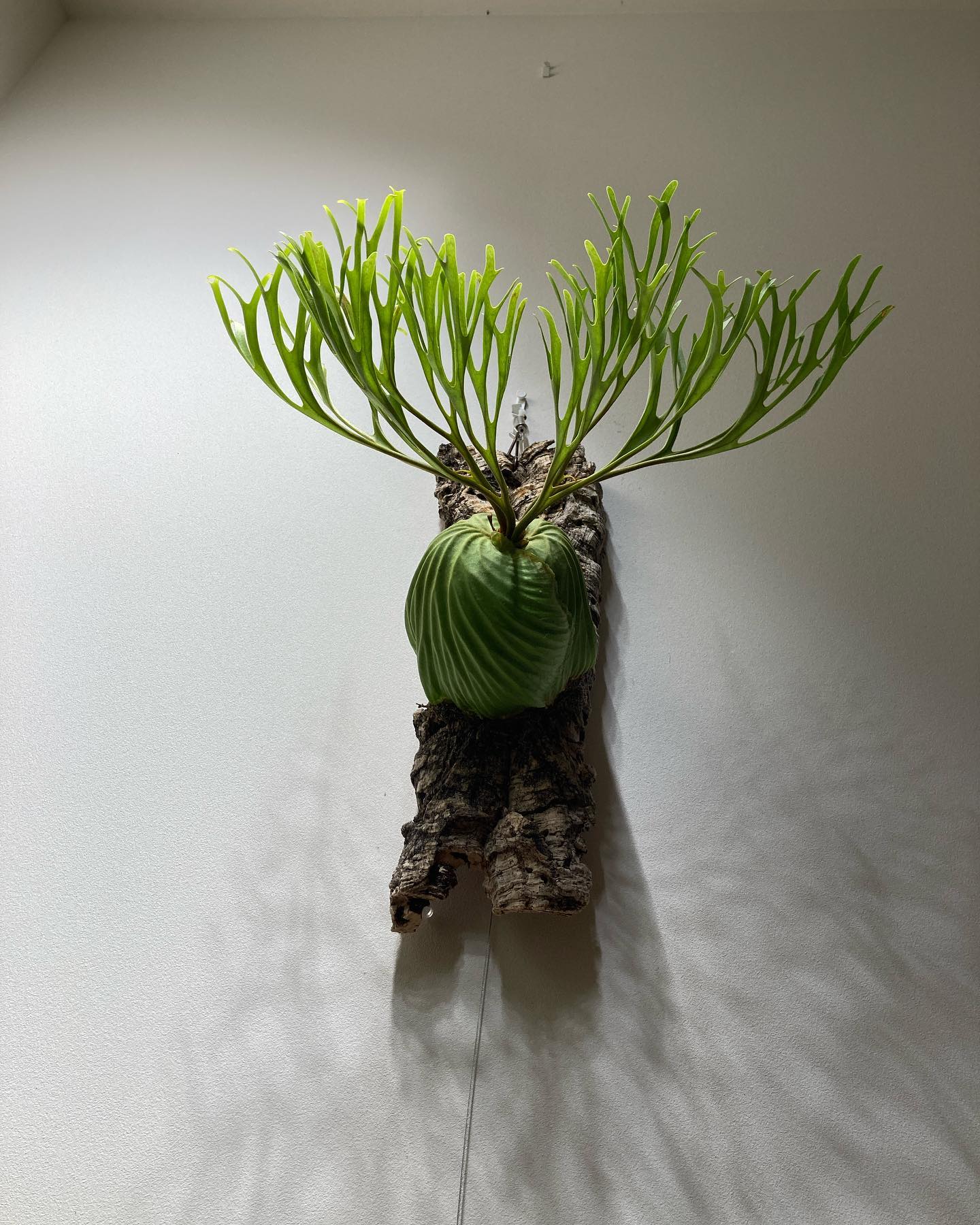 Platycerium ridleyi nano from @katsu_hibino よしシンメト