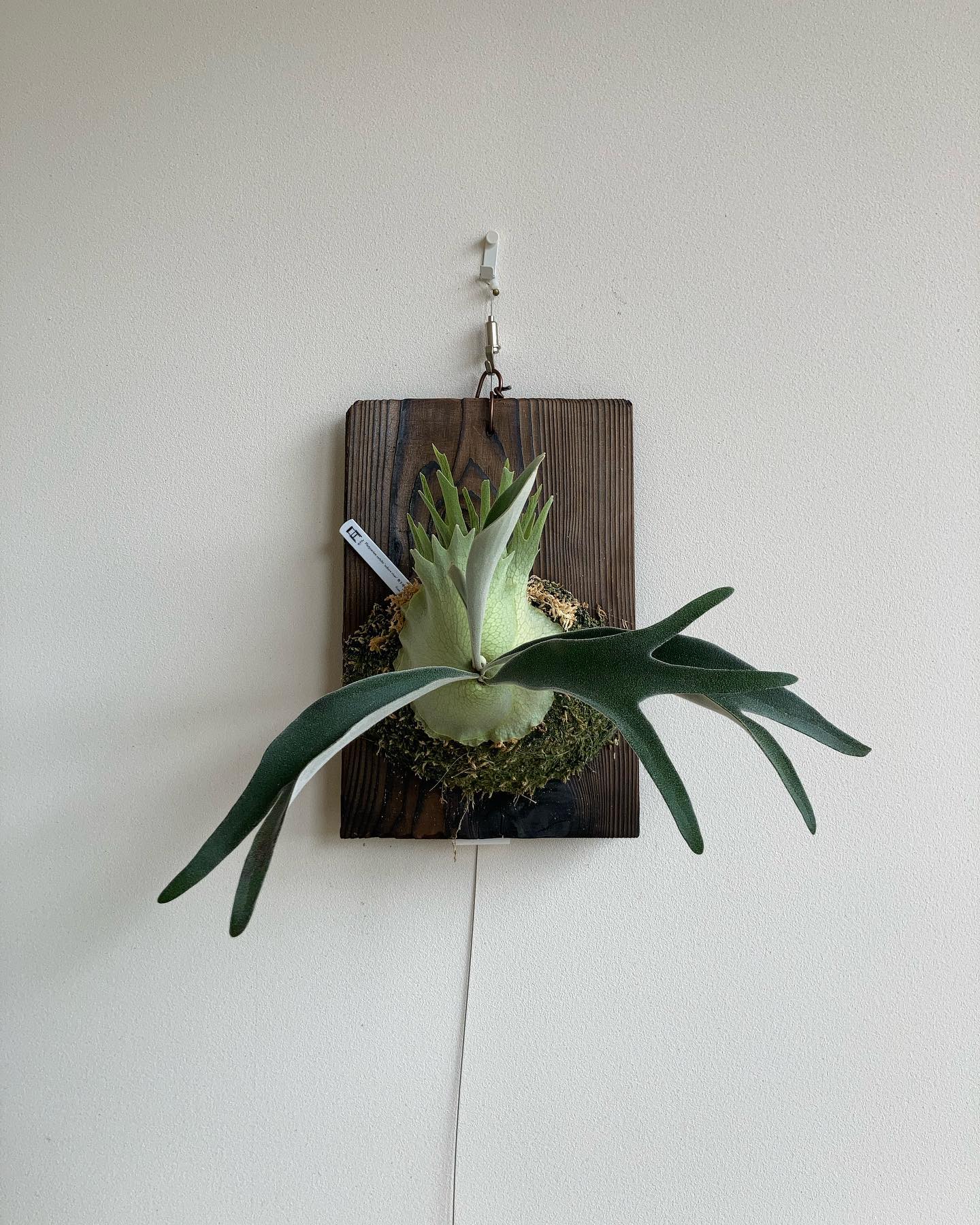 P.veitchii auburn river胞子培養＃3 最近よく出てくる株。 それだけ期待してい